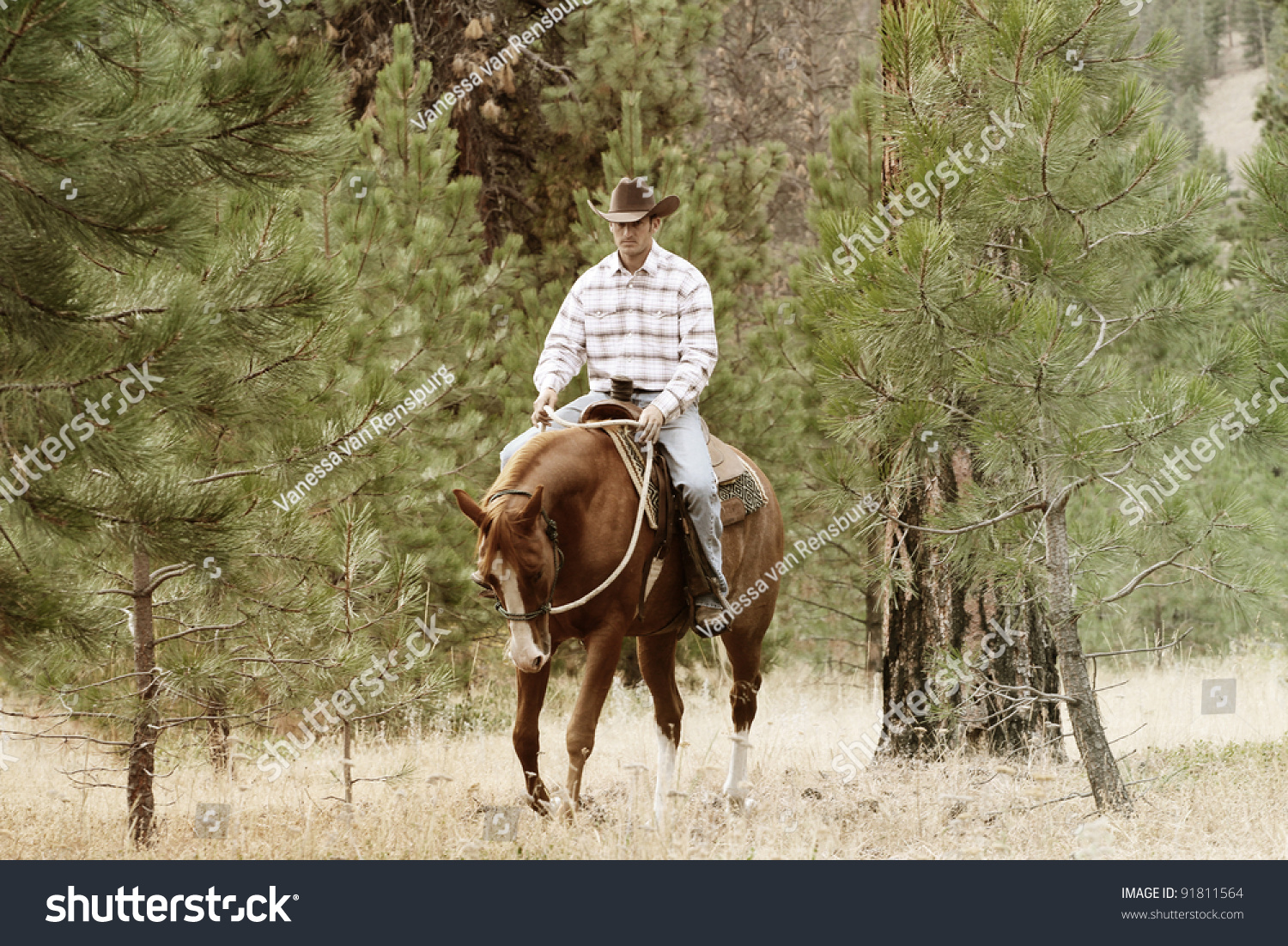 Young Cowboy Riding His Horse In The Field Stock Photo 91811564 ...