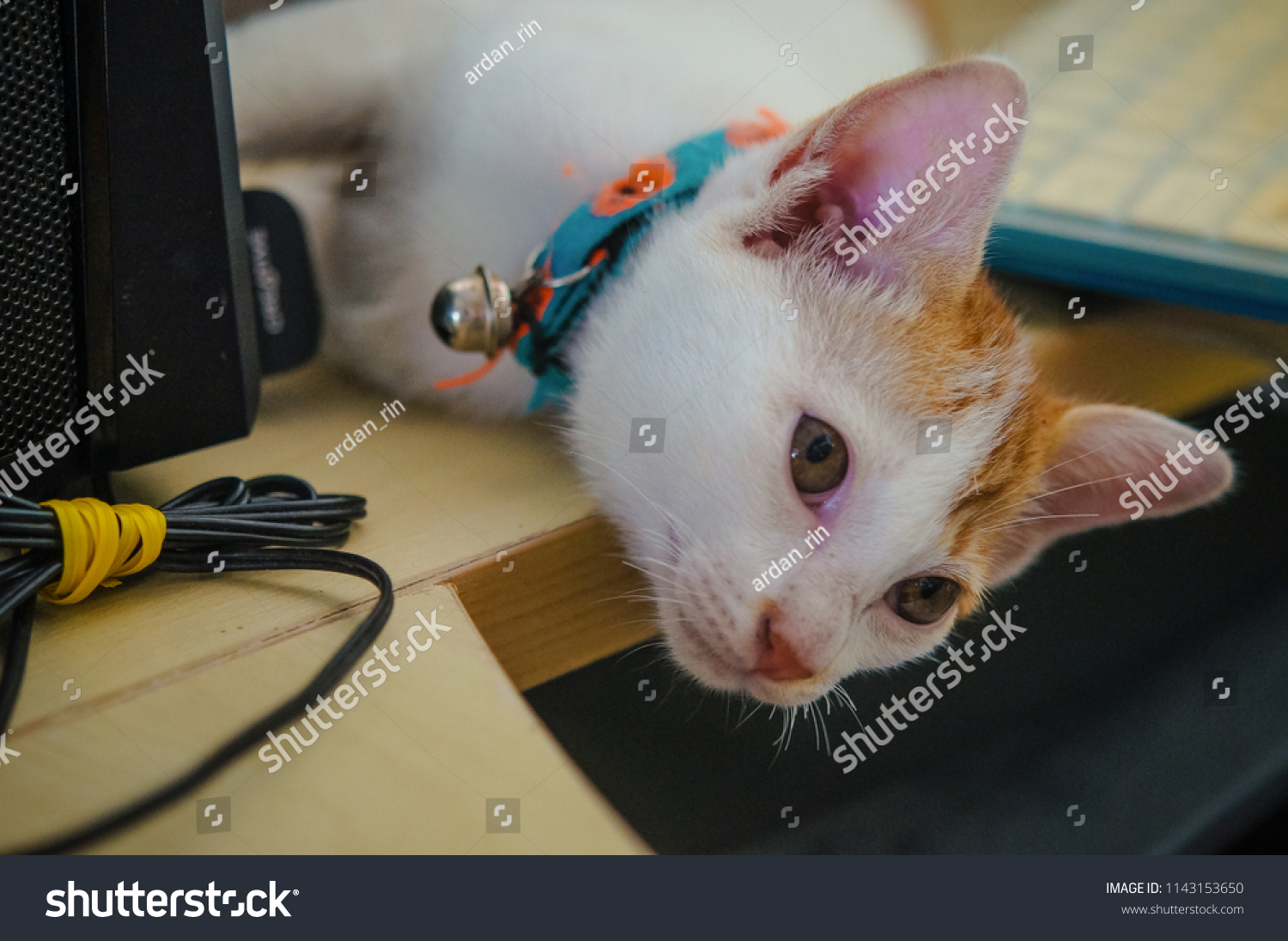 Young Crazy Surprised Cat Wearing Collar Stock Photo (Edit