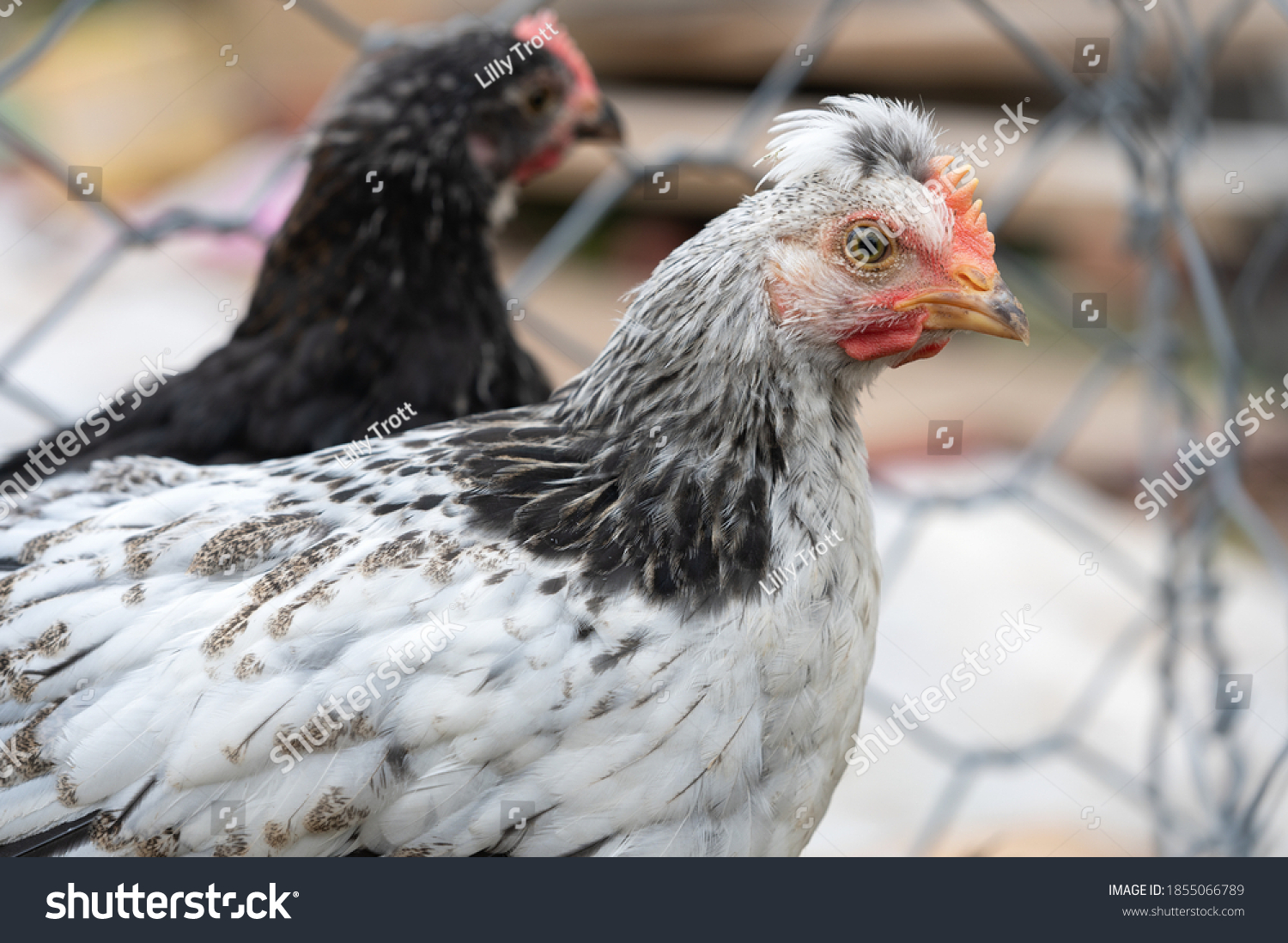 Young Cream Crested Legbar Black Copper Stock Photo (Edit Now) 1855066789