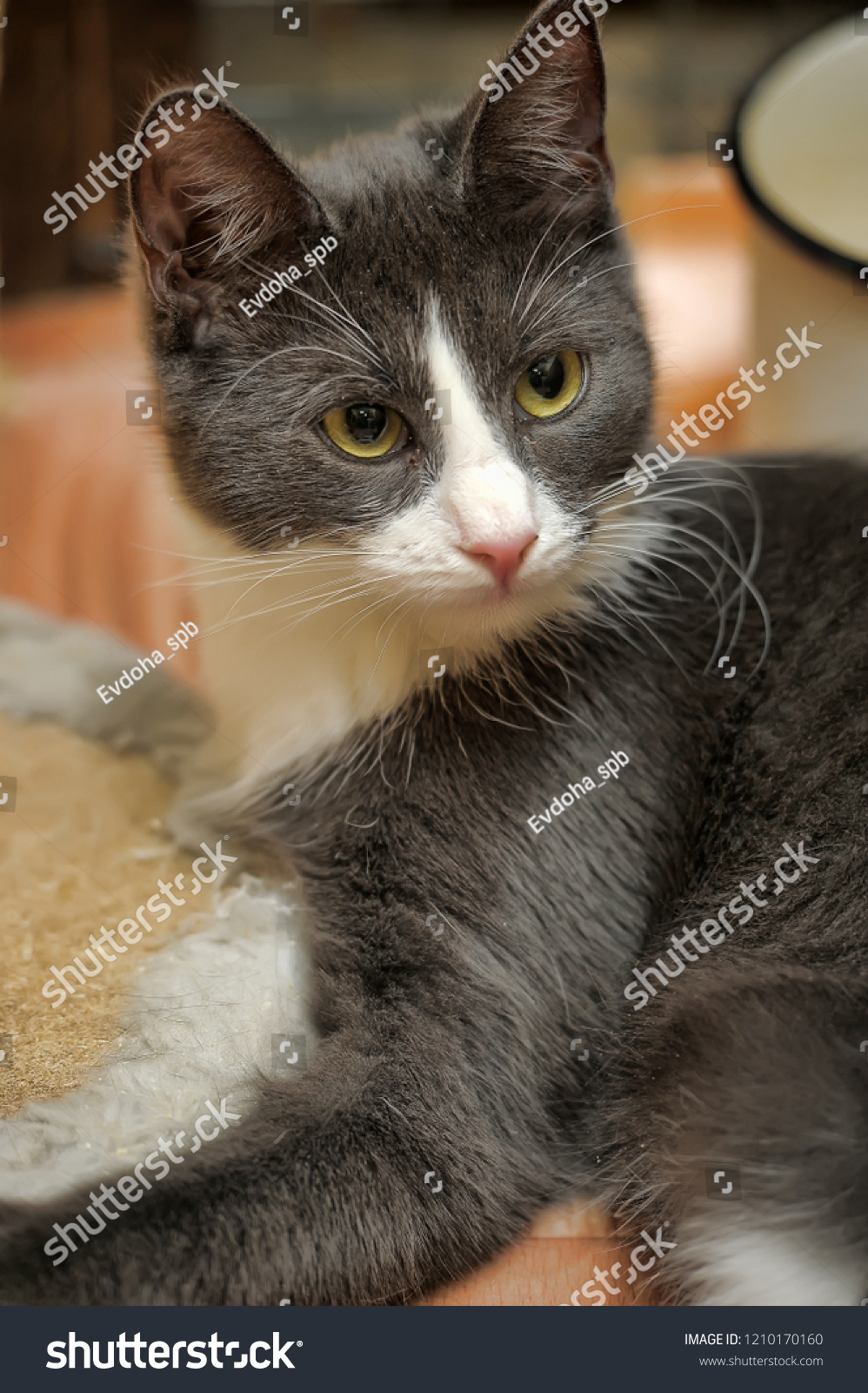 Young Cute Gray White Cat Mestizo Stock Photo Edit Now 1210170160