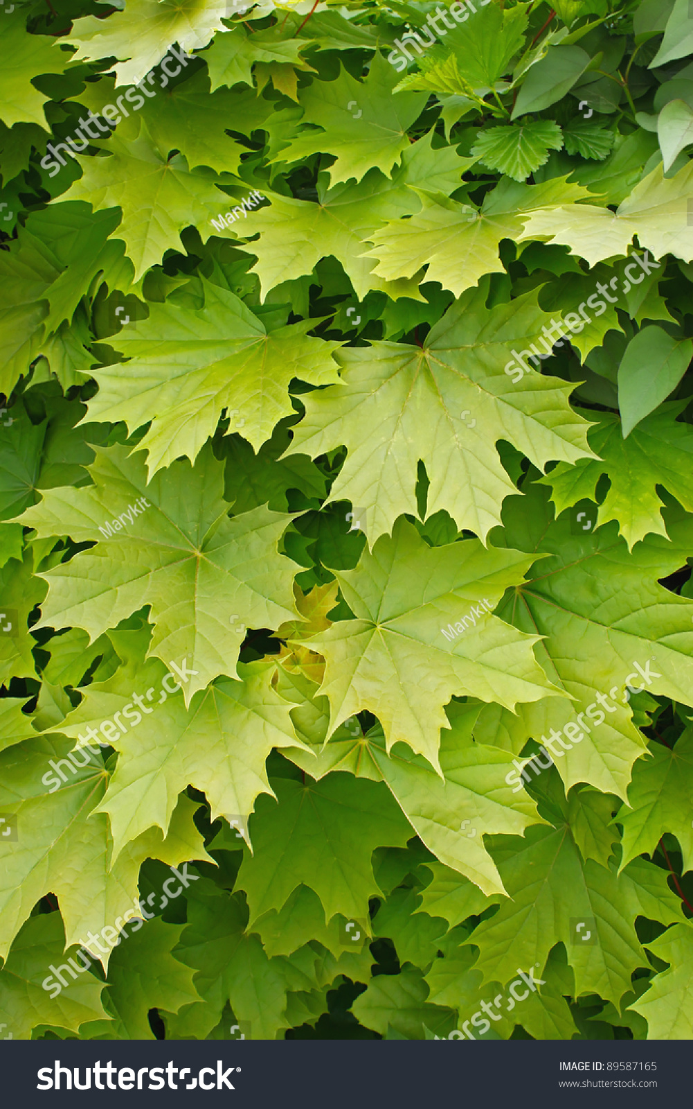 Young Delicate Leaves Of Maple In The Spring Season Stock Photo ...