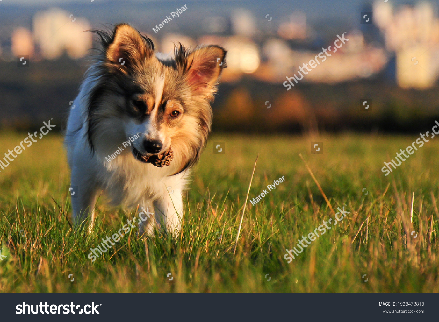 小さい犬 Images Stock Photos Vectors Shutterstock