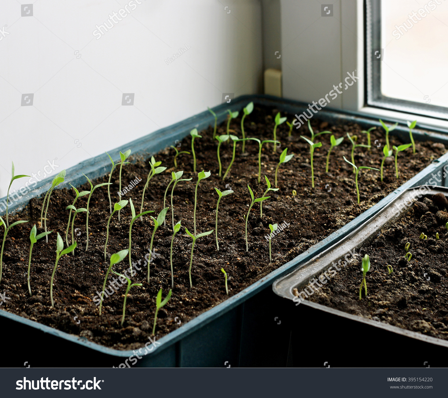 Download Young Eggplant Seedlings Grown Trays On Stock Photo Edit Now 395154220 Yellowimages Mockups