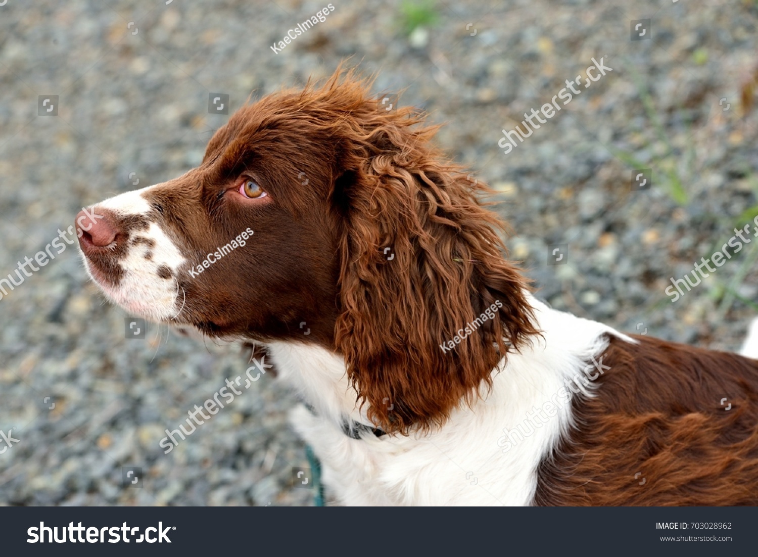 Young English Water Spaniel Miscellaneous Stock Image 703028962