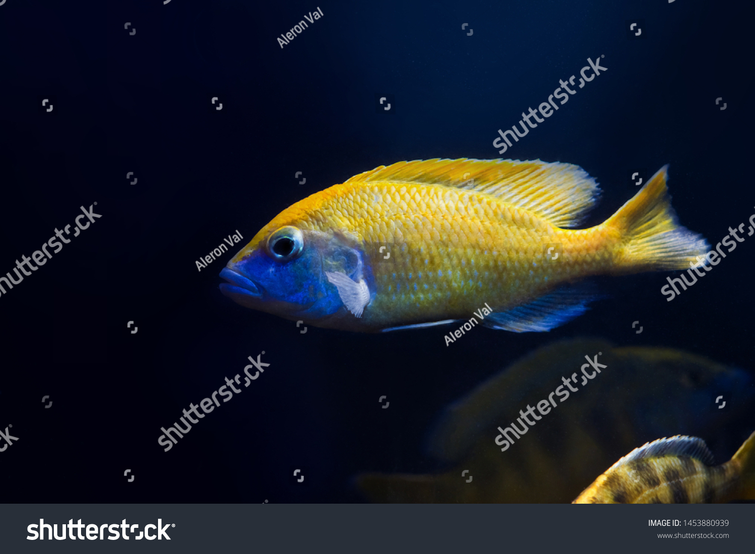 Young Giraffe Hap Cichlid Nimbochromis Venustus Stock Photo 1453880939 ...