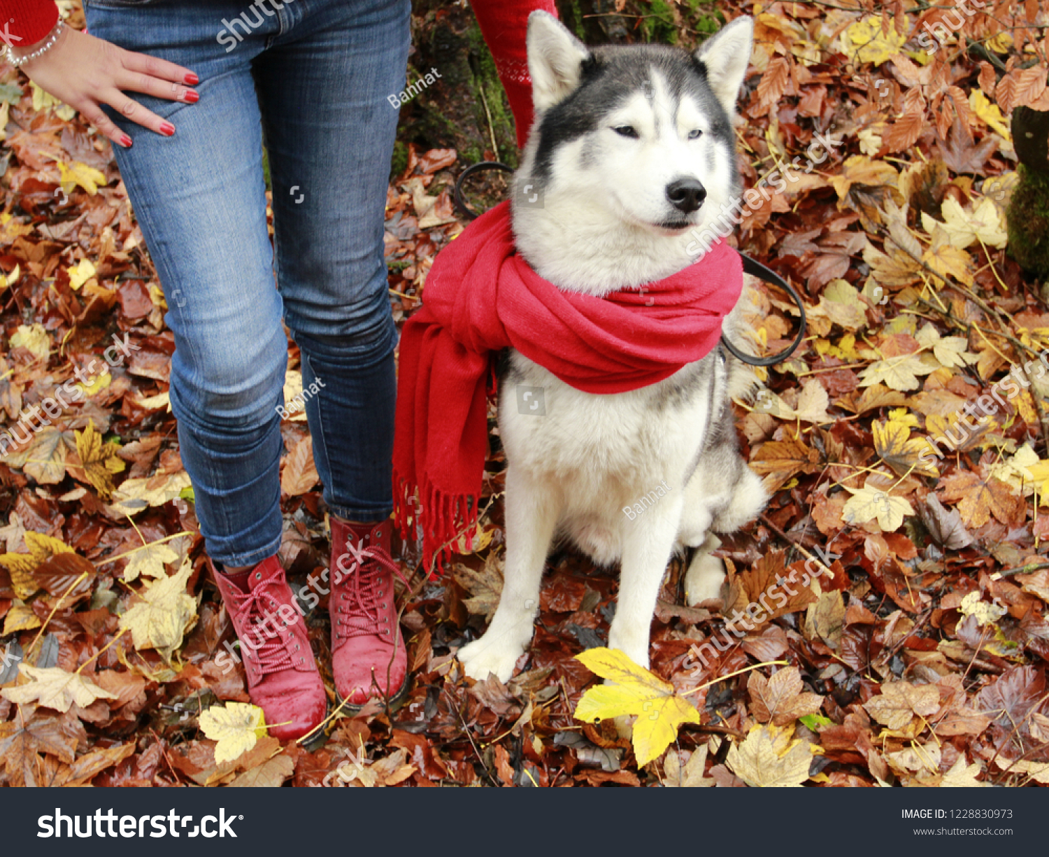 husky in boots