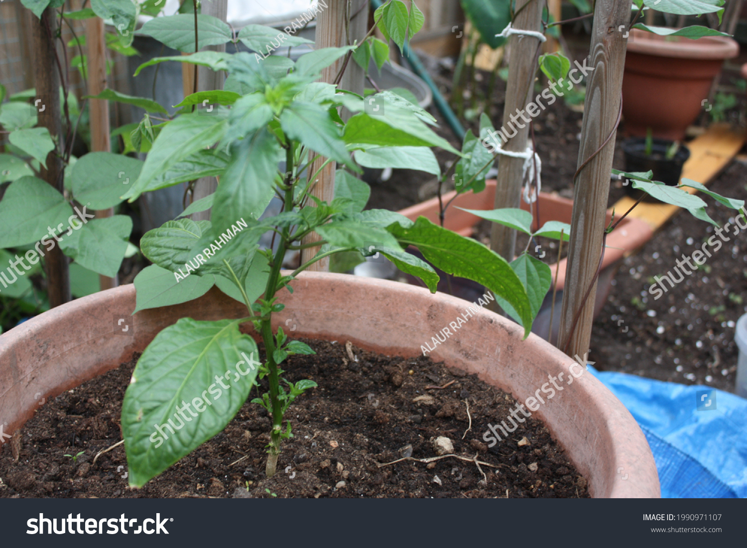 Young Green Naga Chilli Plant Growing Stock Photo 1990971107 | Shutterstock