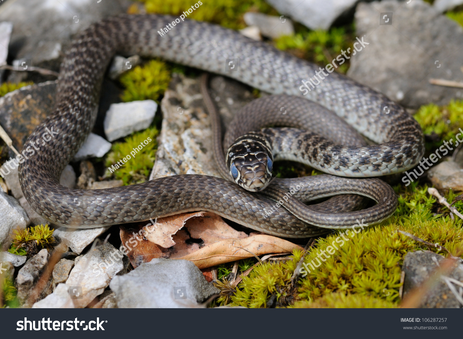 Young Green Whip Snake Stock Photo 106287257 : Shutterstock