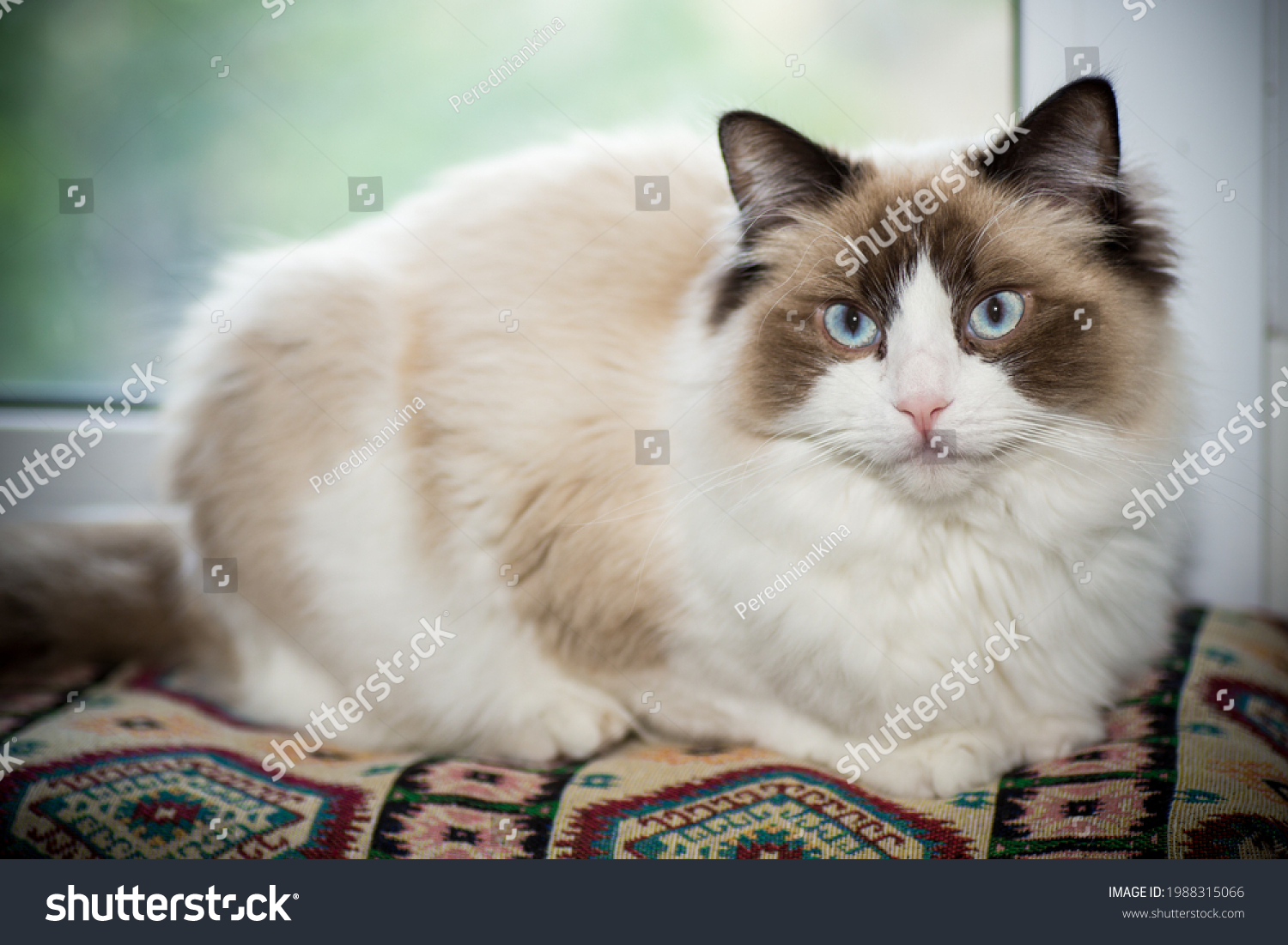 Foto Stok Young Healthy Beautiful Purebred Ragdoll Cat Edit Sekarang 1988315066