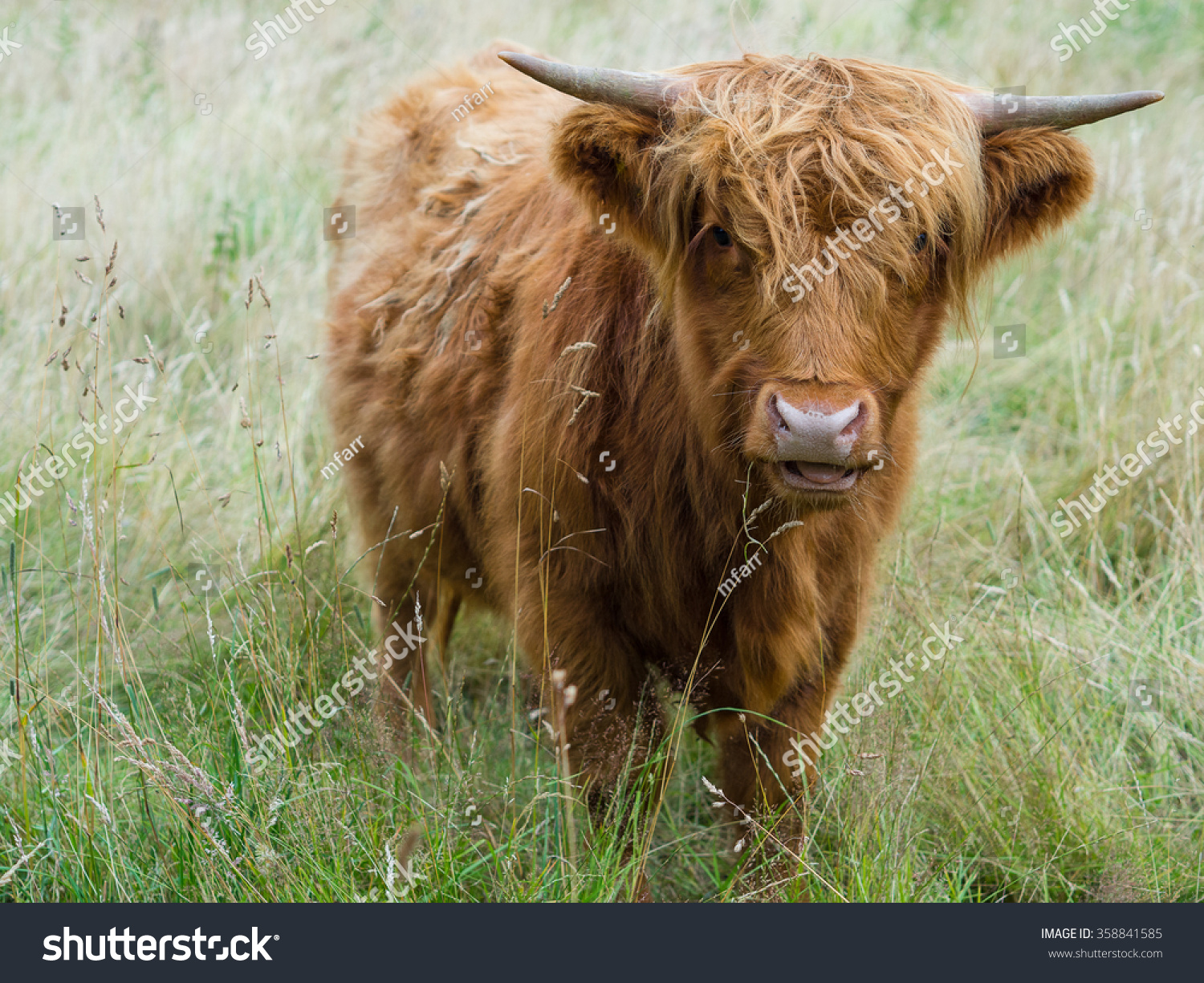 Young Highland Cow Horns Looking Cute Stock Photo 358841585 | Shutterstock