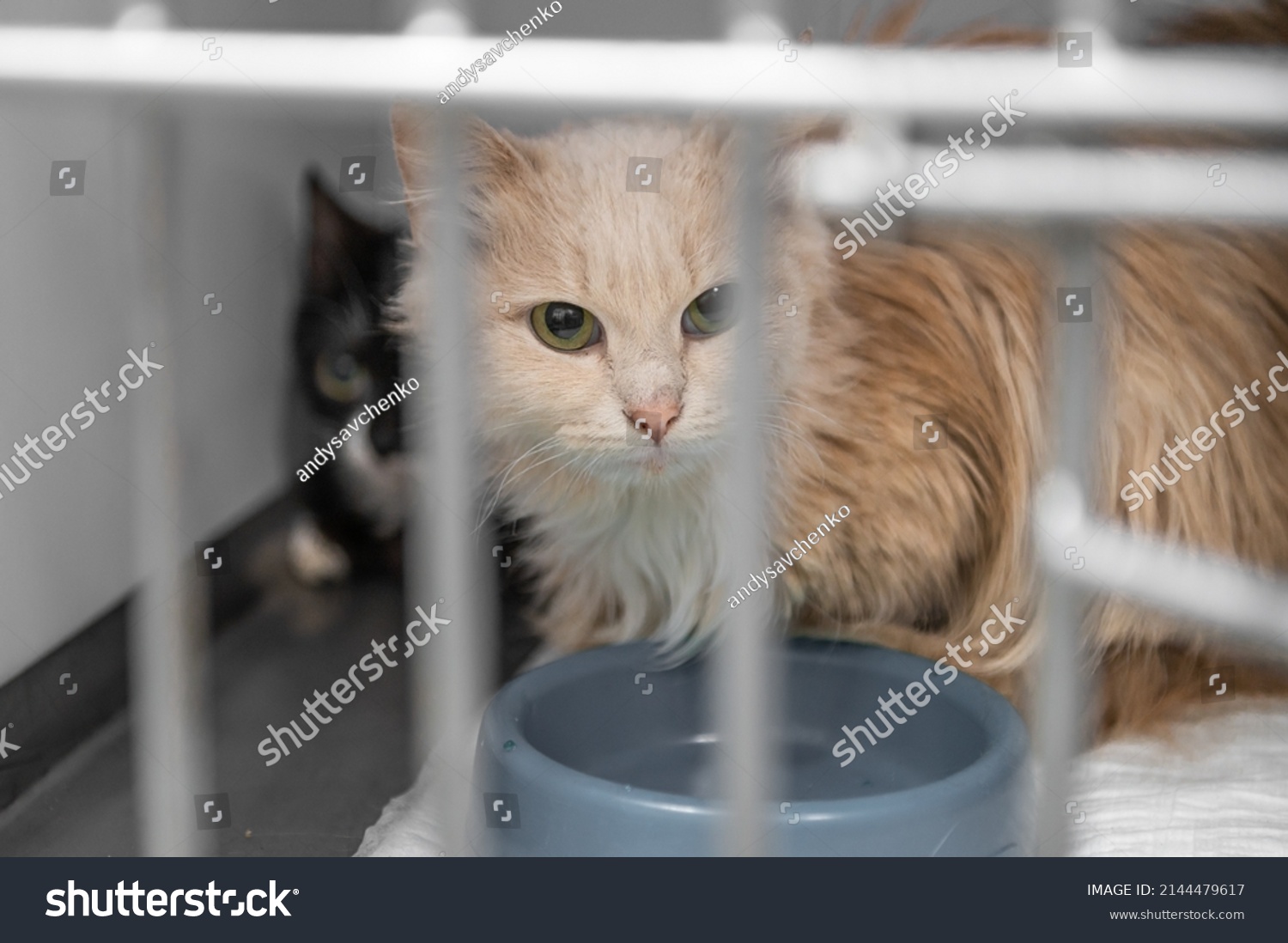 Young Homeless Cat Animal Shelter Portrait Stock Photo 2144479617   Stock Photo Young Homeless Cat In An Animal Shelter Portrait Of Homeless Kitty 2144479617 