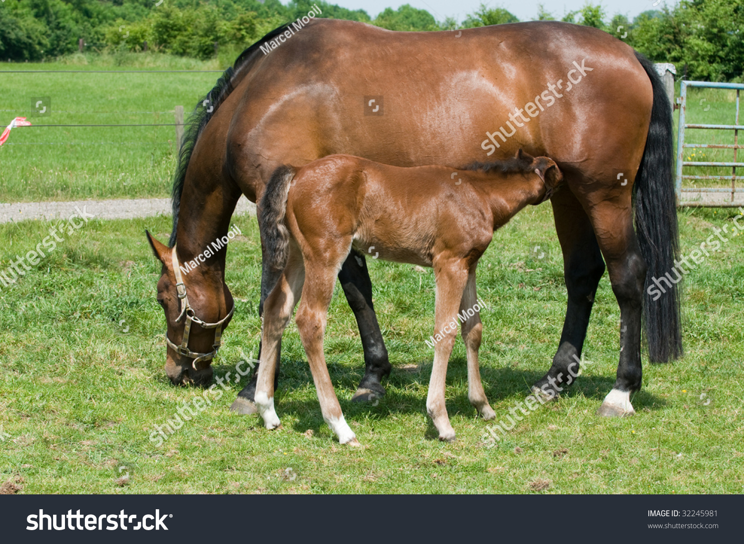 Young Horse Drinking Milk His Mother Stock Photo 32245981 - Shutterstock