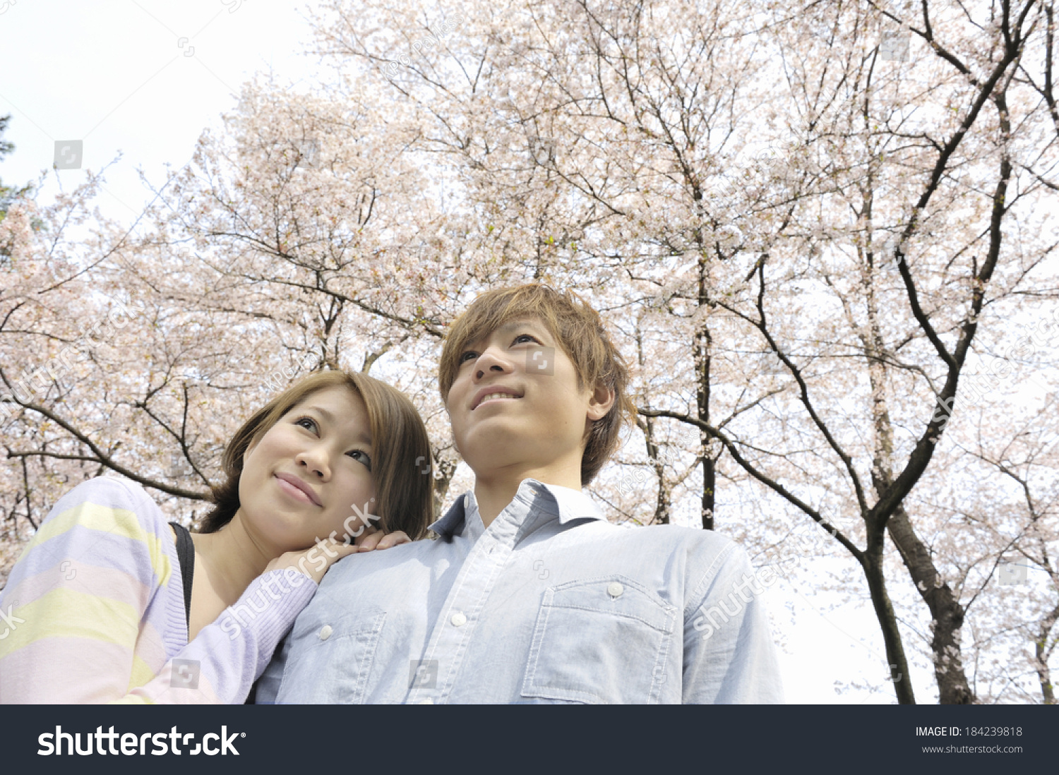 Young Japanese Couple Under Cherry Trees Stock Photo 184239818 ...