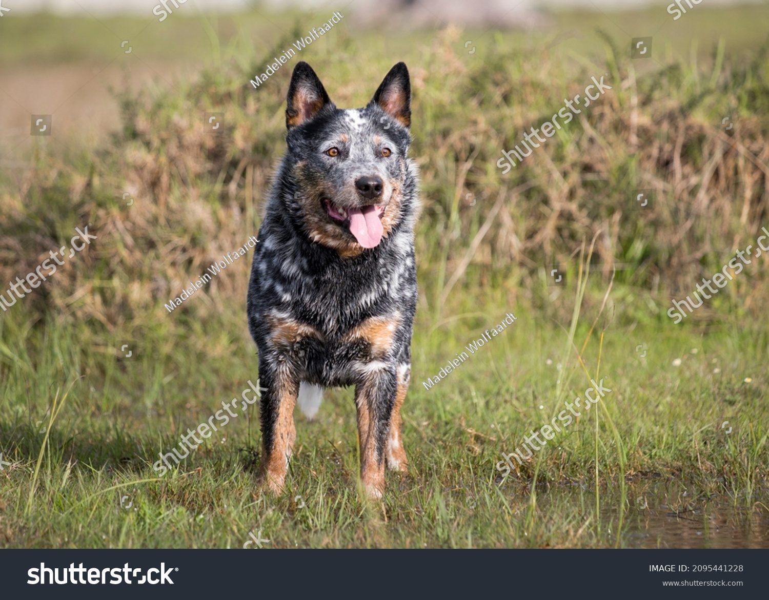 Pastor Australiano Blue Heeler