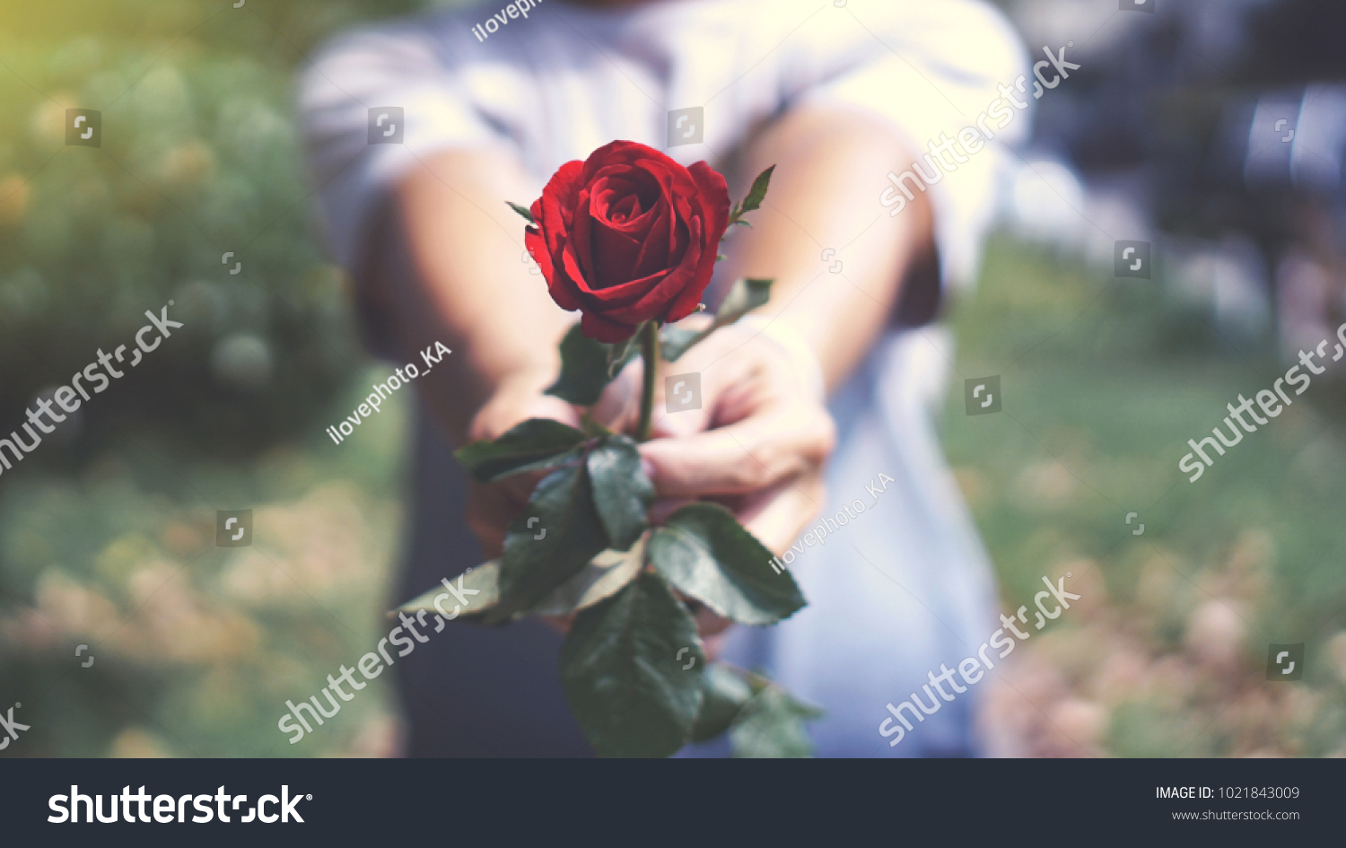 red rose to girlfriend