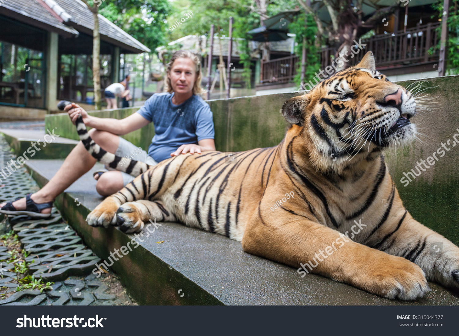 Young Man Hugging A Big Tiger In Thailand Stock Photo 315044777 ...