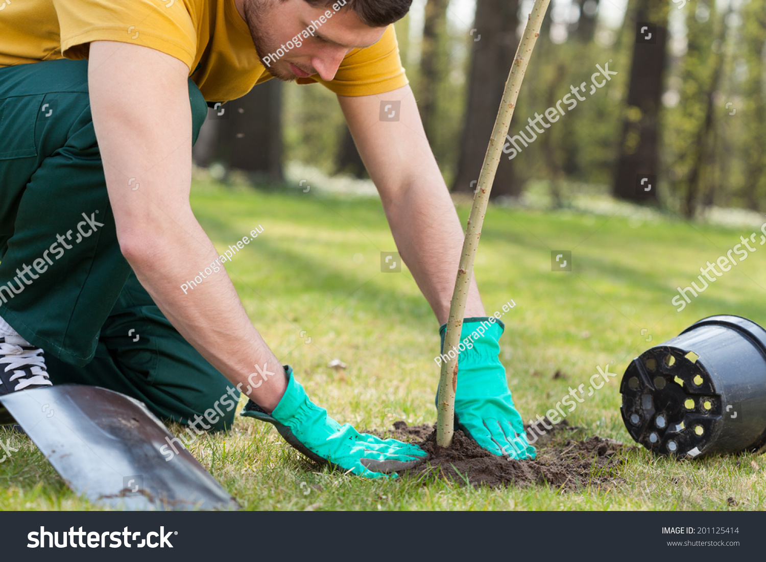 Young Man Kneeling During Planting Tree Stock Photo 201125414 