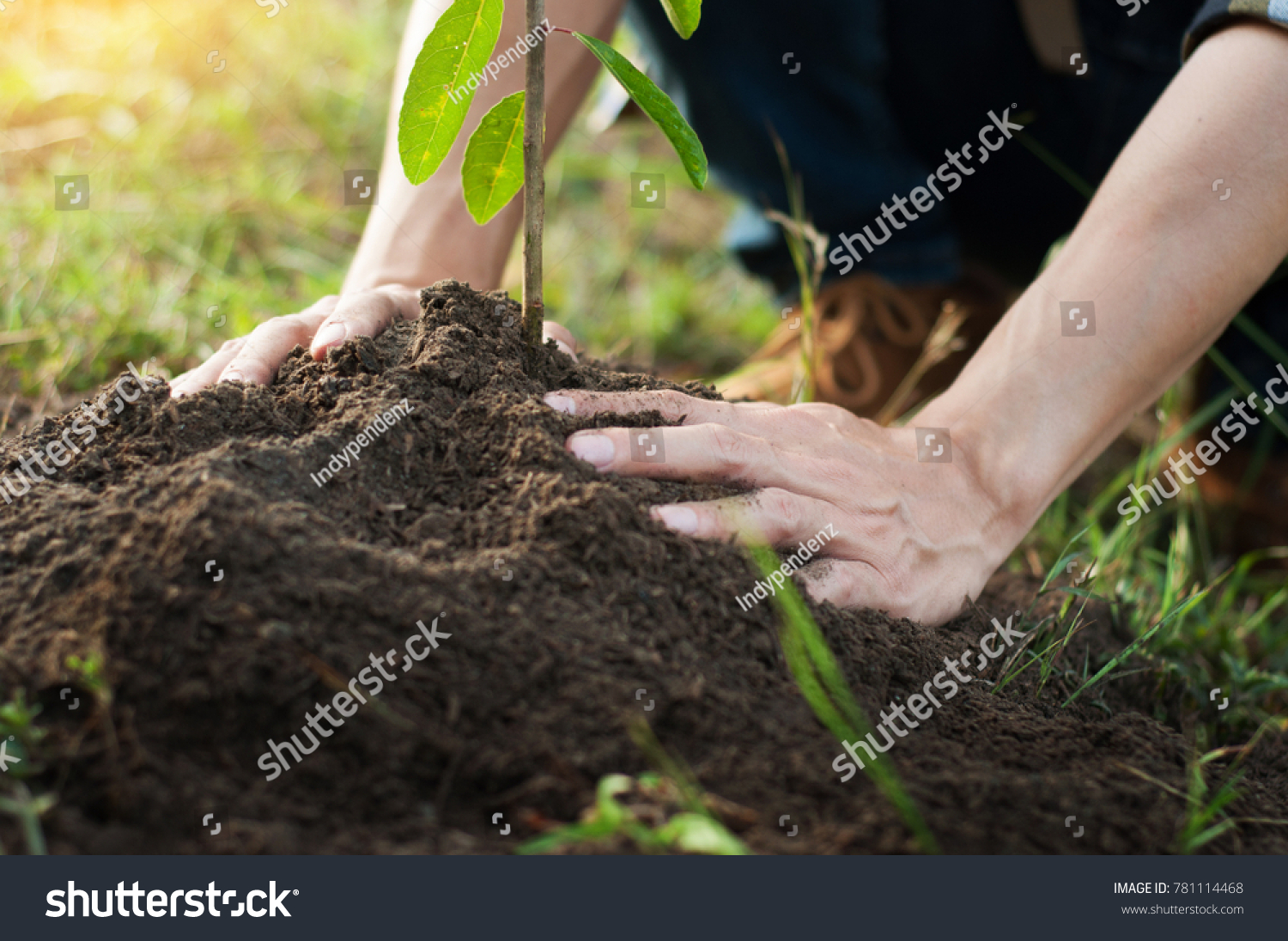 Young Man Kneeling During Planting Tree Stock Photo 781114468 