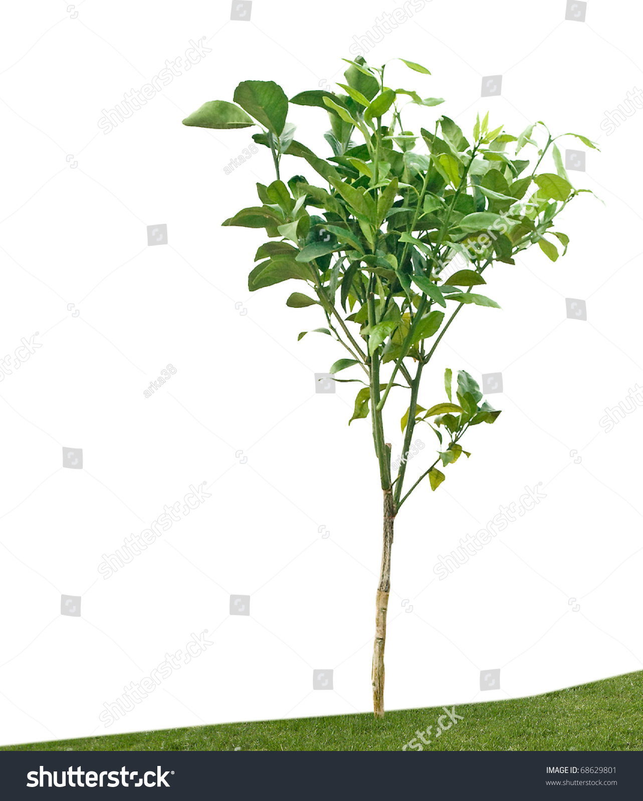 Young Orange Tree Stock Photo Edit Now 68629801