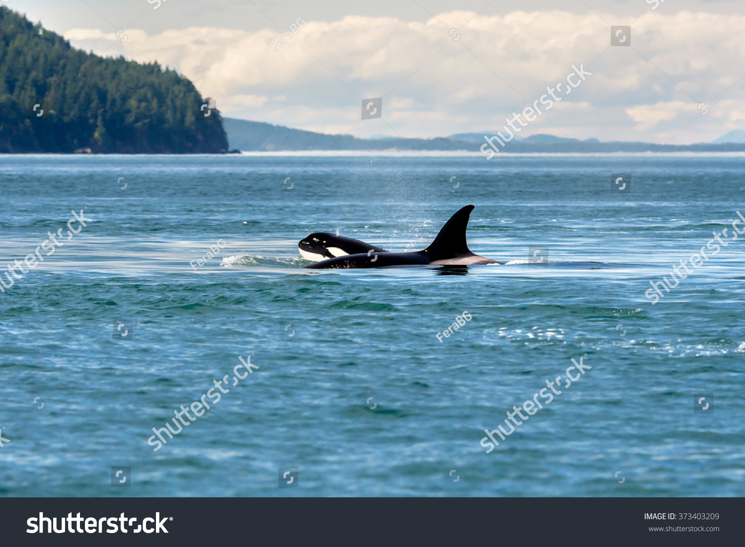 Young Orca Stock Photo 373403209 | Shutterstock