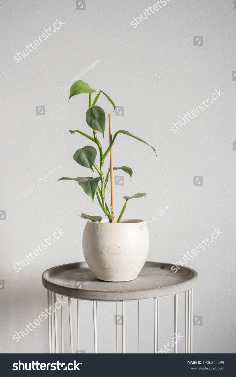 391 Philodendron silver Images, Stock Photos & Vectors | Shutterstock
