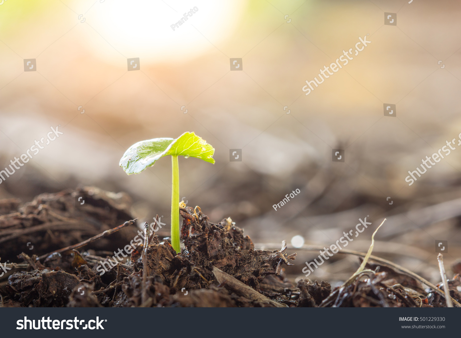 the globe cracking the next growth The seeds above a crack push their first small root – the radicle - inside the crack and quickly search within 1 day, one can already see new roots next year its growth will explode almost everywhere in the world there is ground water. the globe cracking the next growth The seeds above a crack push their first small root – the radicle - inside the crack and quickly search within 1 day, one can already see new roots next year its growth will explode almost everywhere in the world there is ground water.
