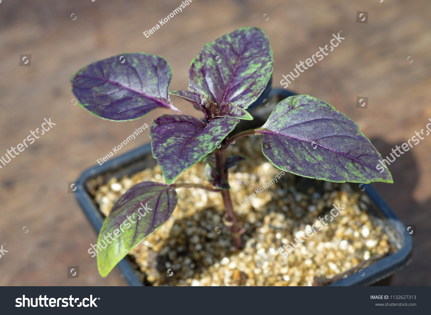 Download Young Purple Basil Plastic Pot Closeup Food And Drink Stock Image 1132627313 Yellowimages Mockups