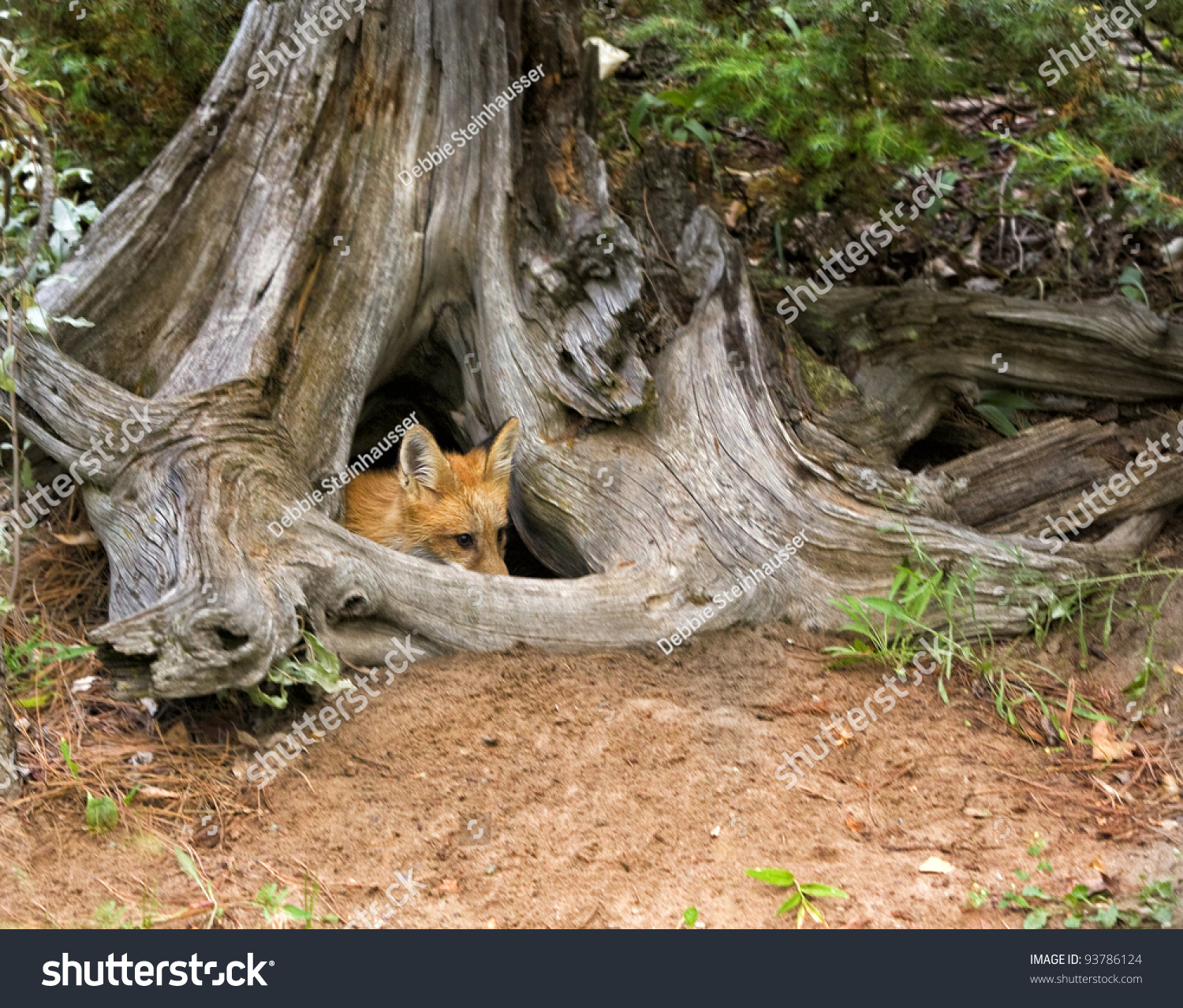 Young Red Fox Hiding Tree Stump Stock Photo 93786124 ...