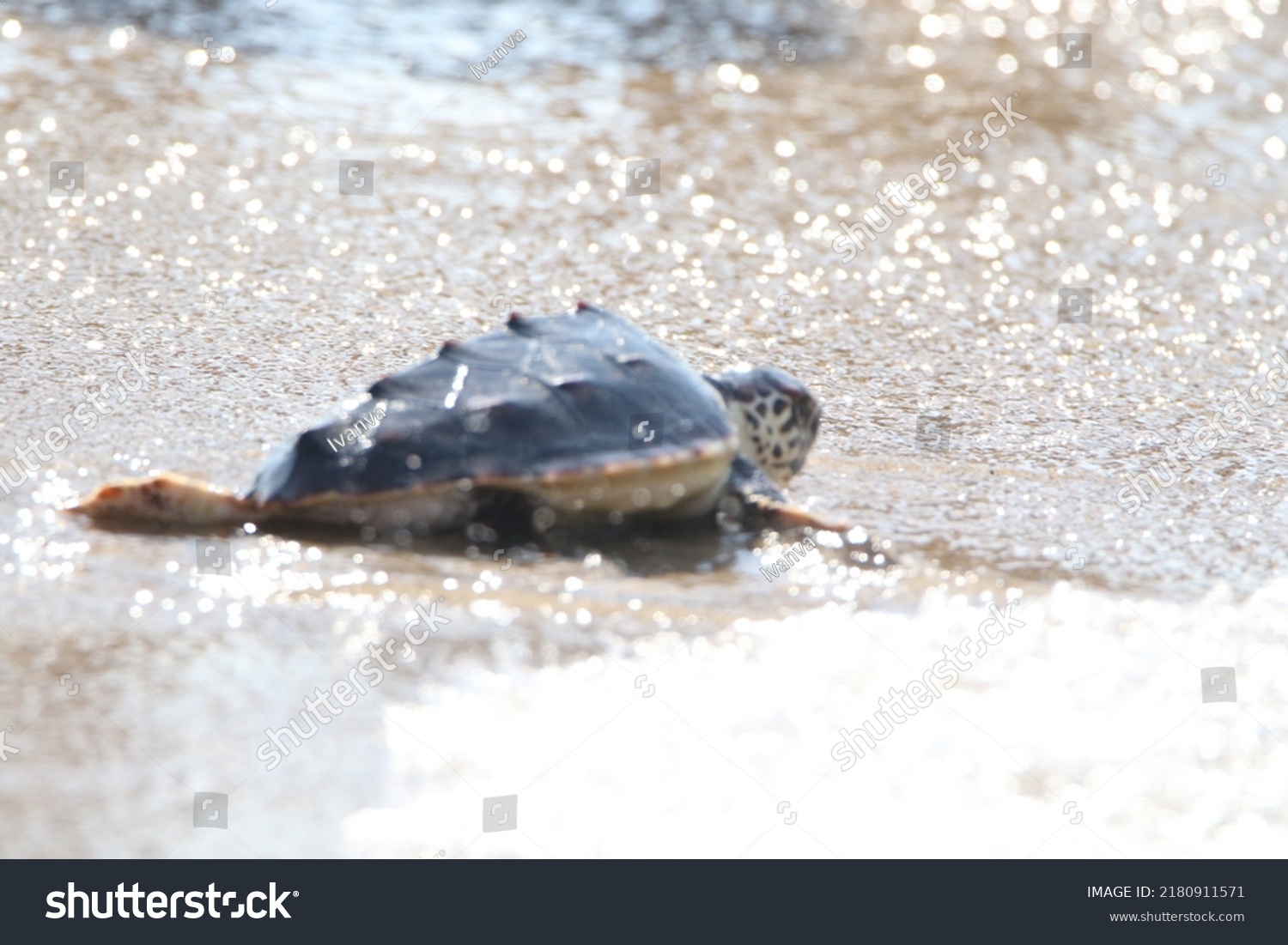 Young Sea Turtle Touching Water First Stock Photo 2180911571 | Shutterstock