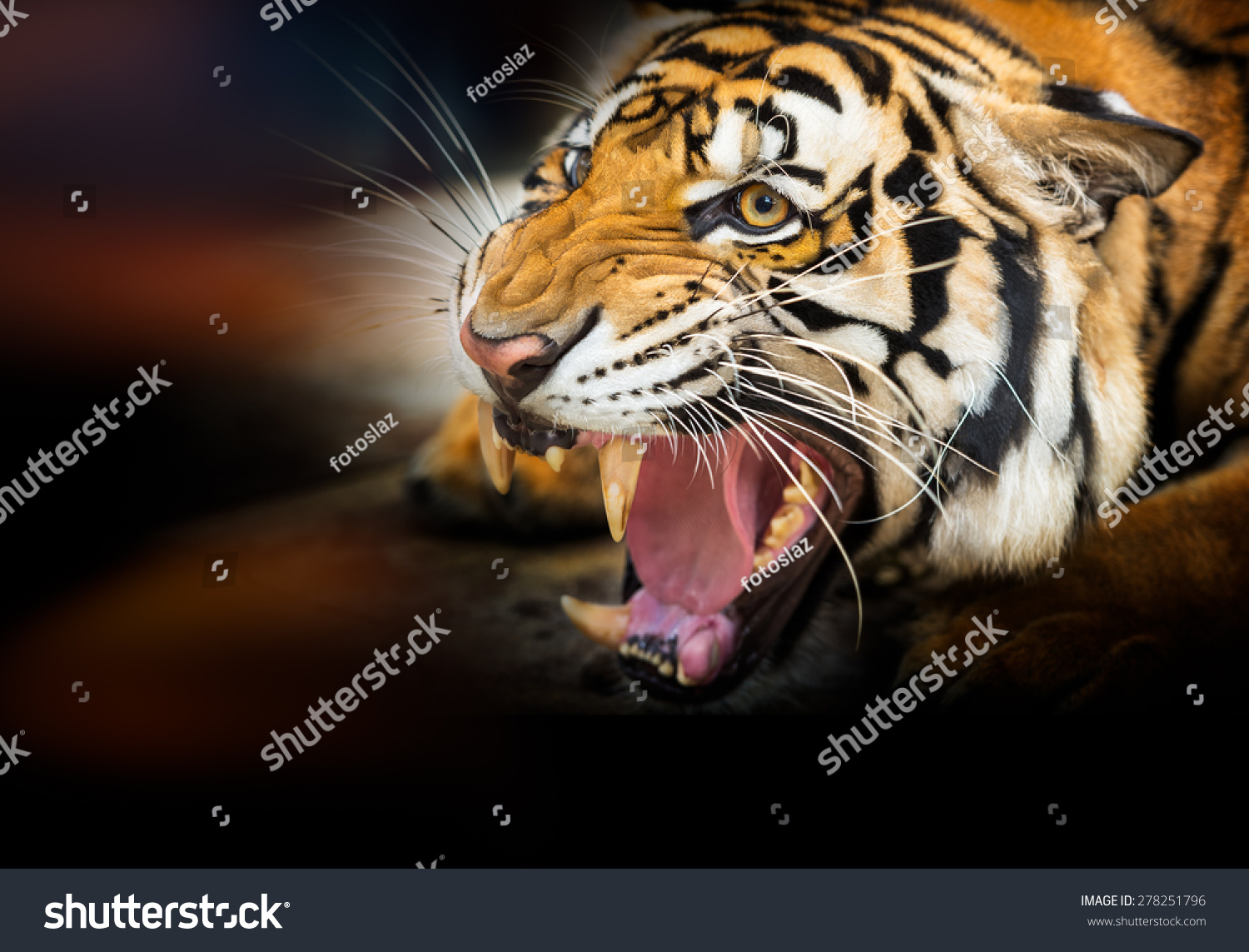 Young Siberian Tiger On Dark Background In Action Of Growl Stock Photo ...