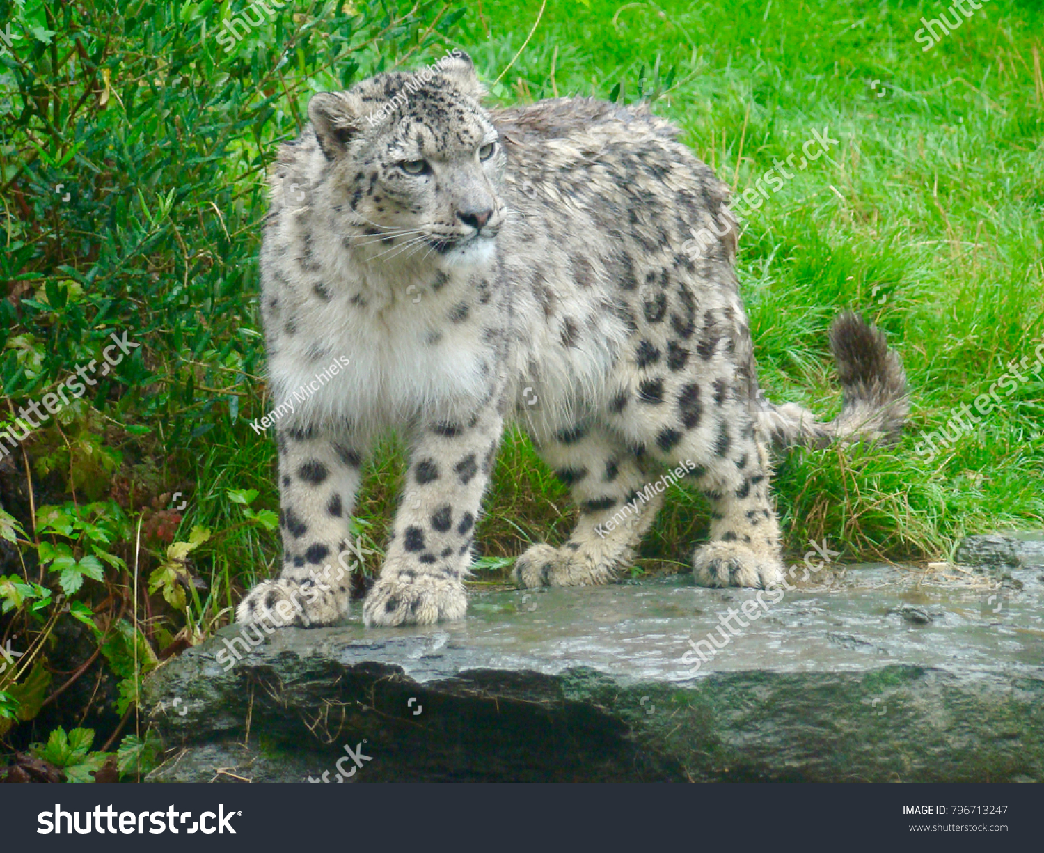 Young Snow Leopard Standing On Rock Stock Photo Edit Now