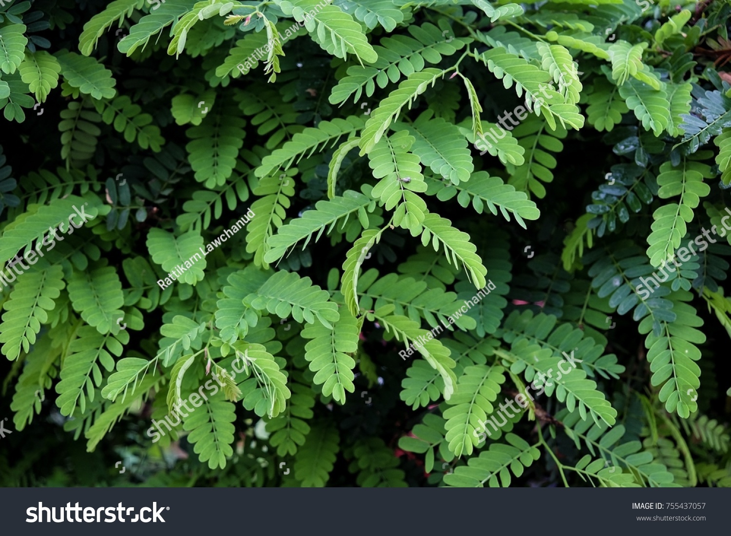 Young Tamarind Leaves Many Medicinal Properties Stock Photo Edit Now