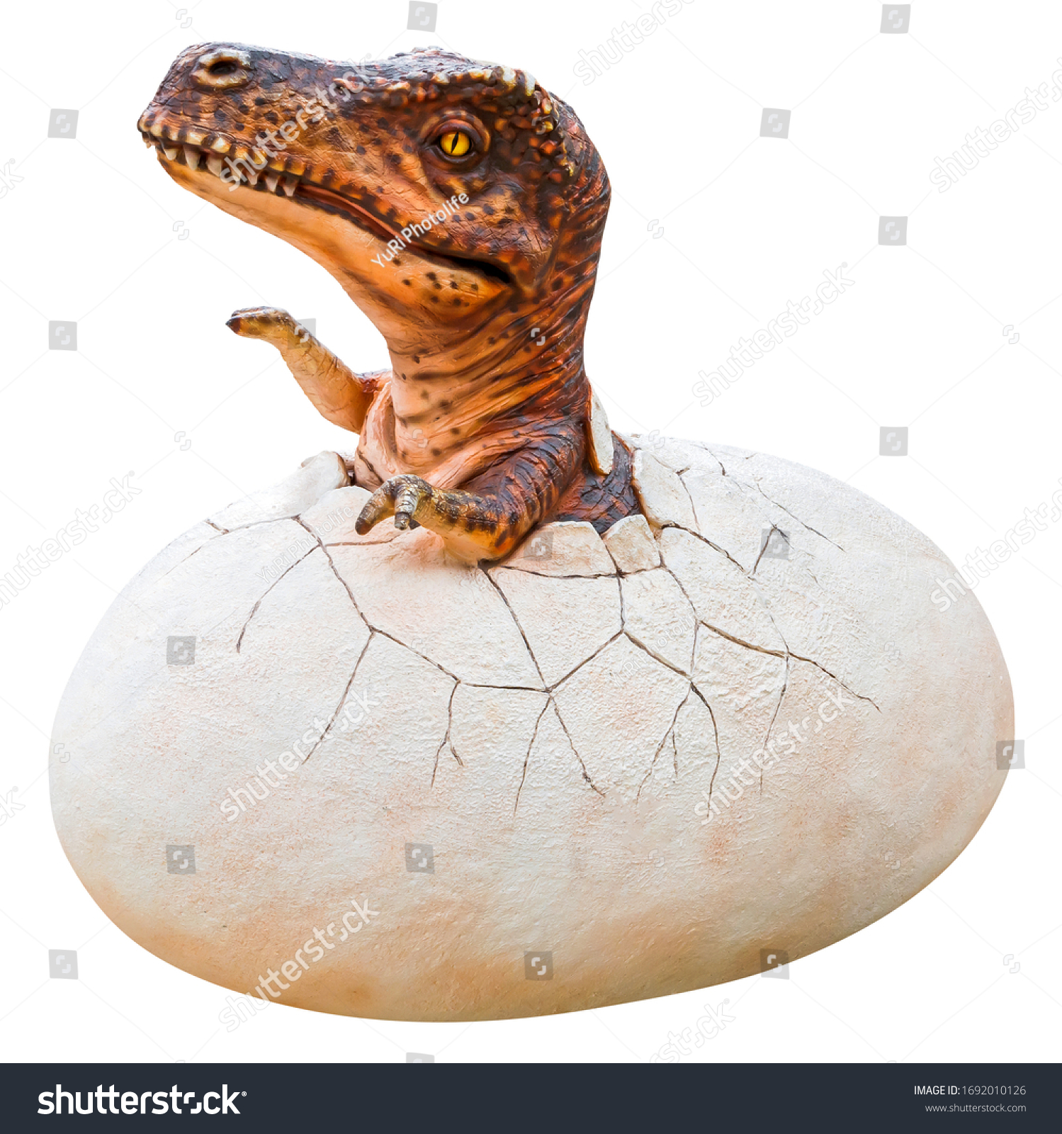 Young Tyrannosaurus Rex Trex Egg Isolated Stock Photo 1692010126 ...