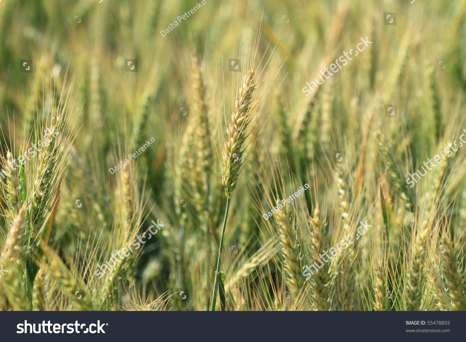 Young Wheat On The Field Stock Photo 55478893 : Shutterstock