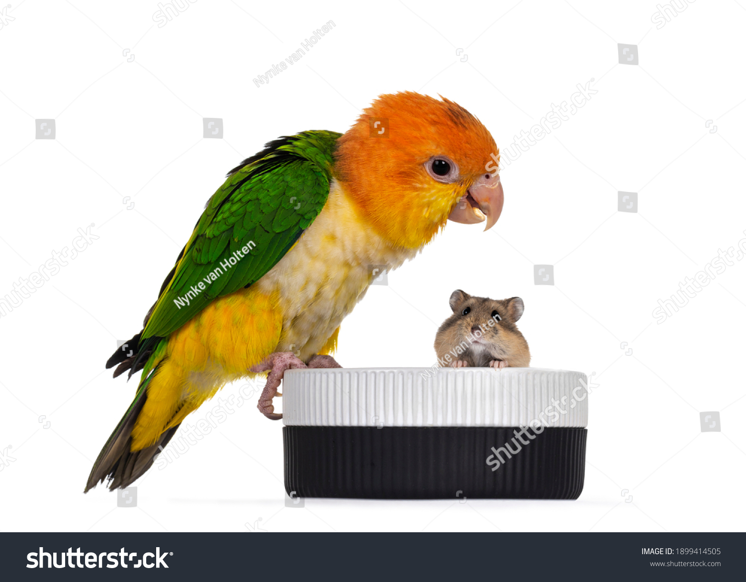 4,550 Bird hamster Images, Stock Photos & Vectors | Shutterstock