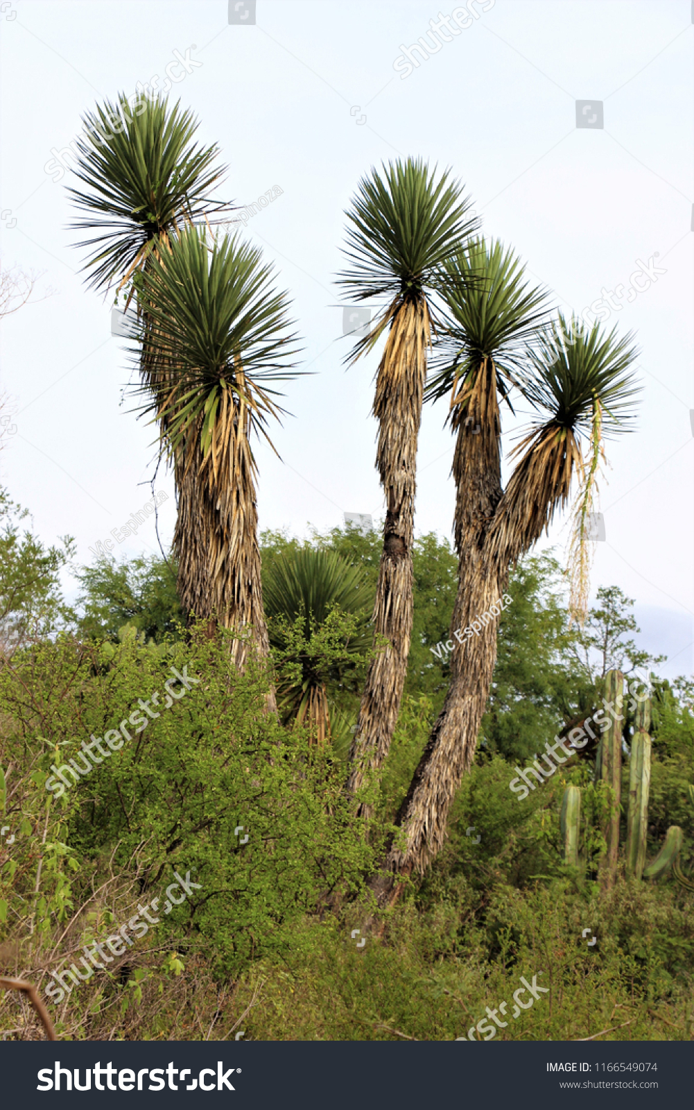 Yucca Family Desert Landscape 2 Stock Photo 1166549074 