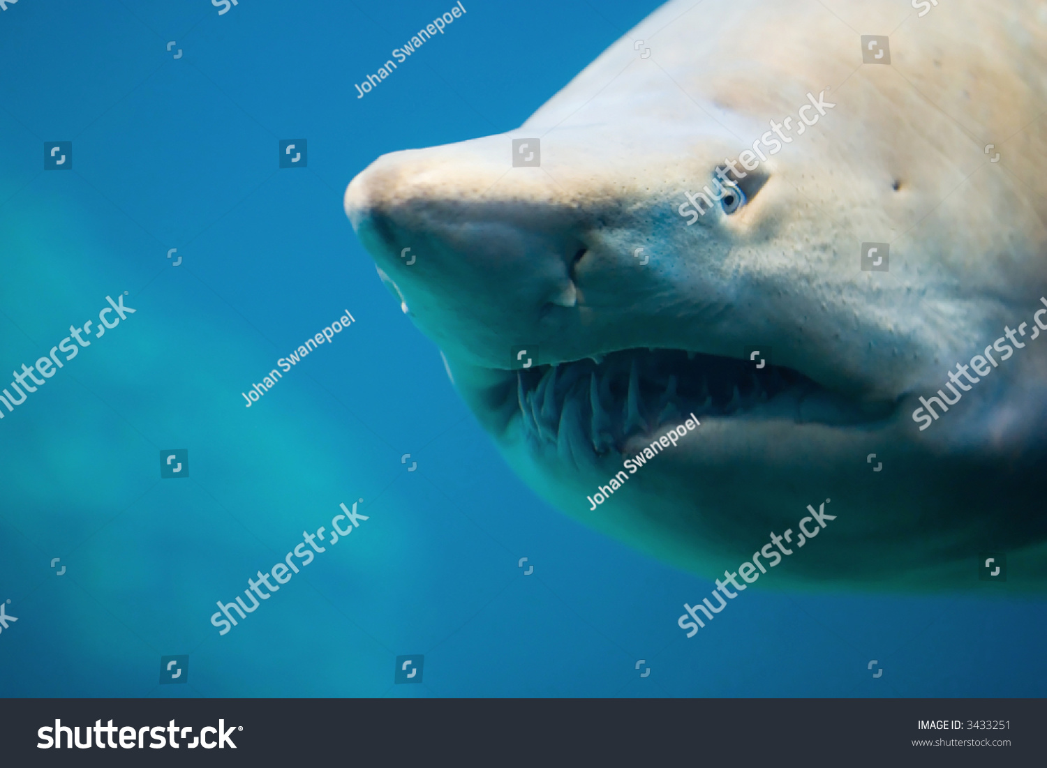 Zambezi Shark Stock Photo 3433251 : Shutterstock