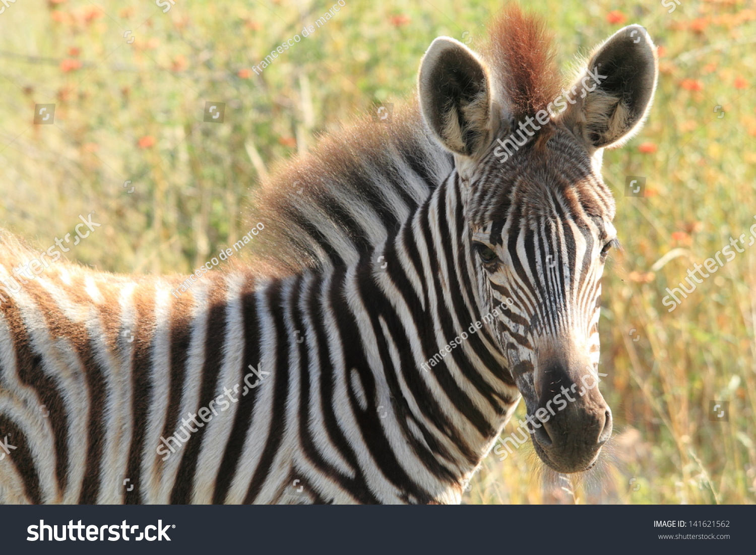 Zebra African Savannah Antelope Gnu Herbivore Ruminant Mammal Stock ...