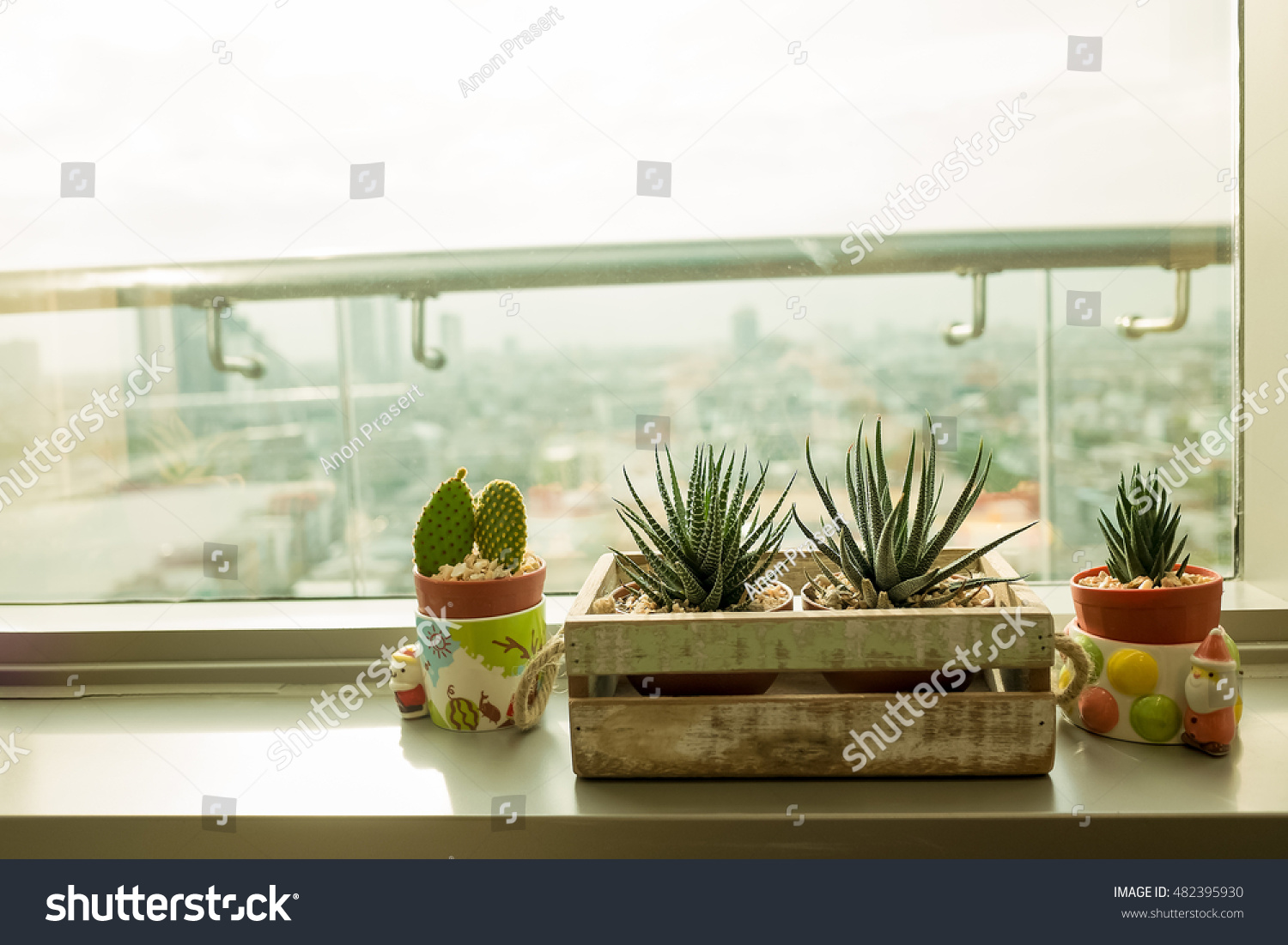 Where To Put Cactus In Living Room Where To Put Cactus In Living Room