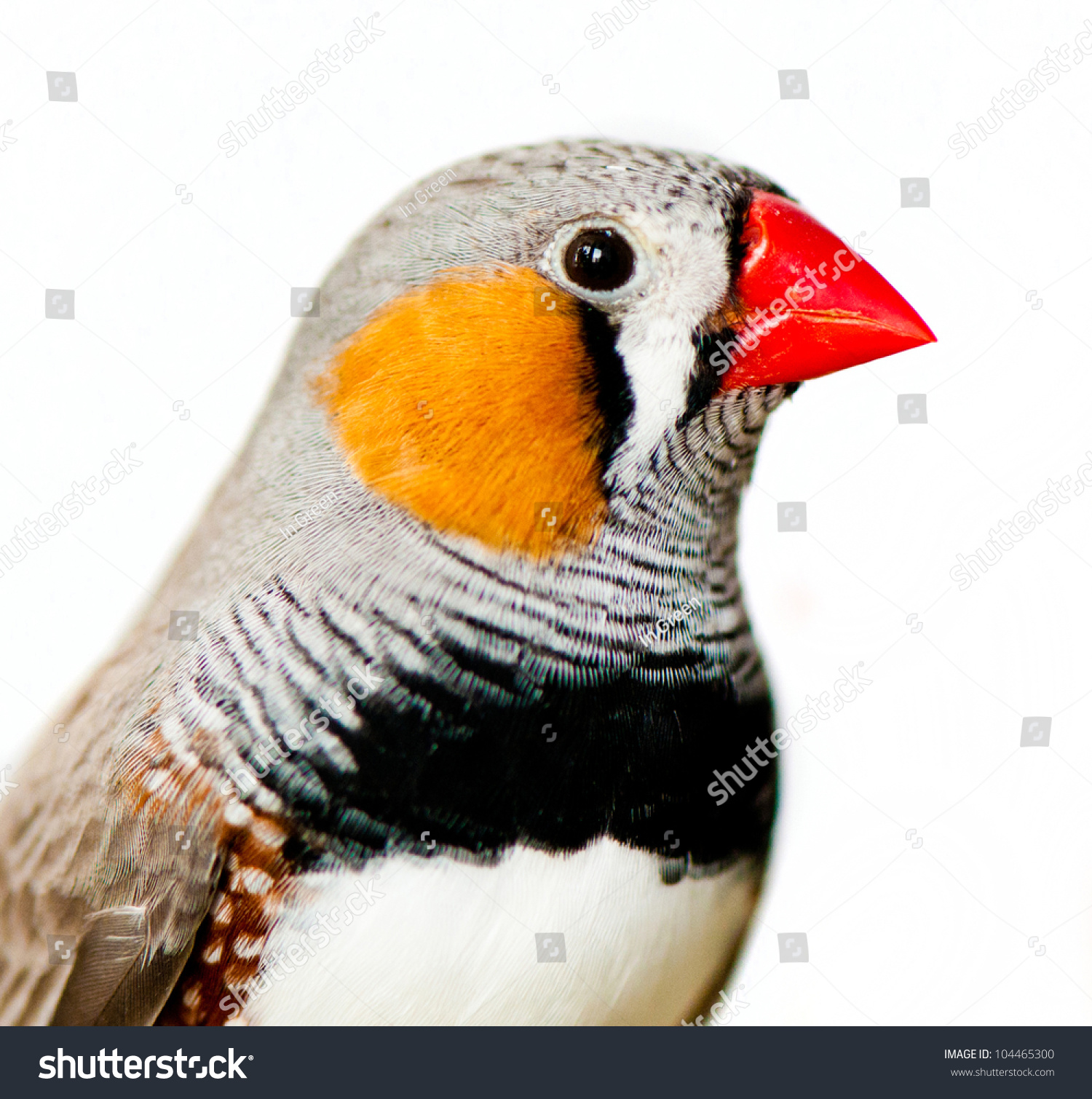 Zebra Finch, Isolated On White Background Stock Photo 104465300 ...