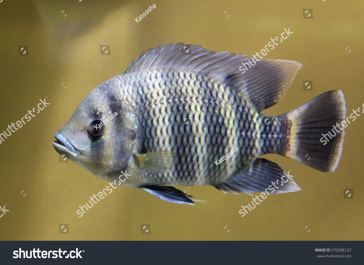 Zebra Tilapia Heterotilapia Buttikoferi Stock Photo (Edit Now) 570396127