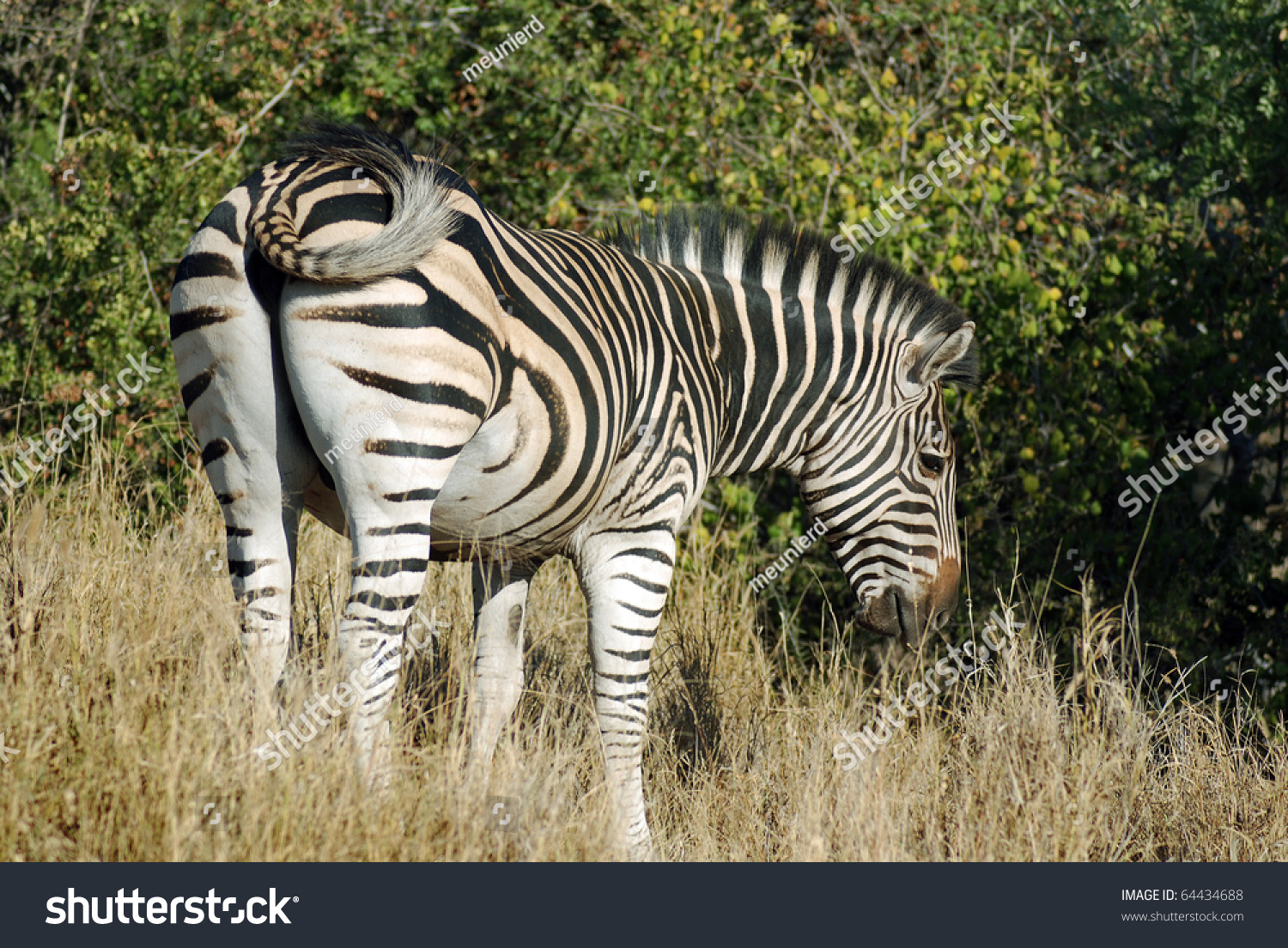 zebras stockx