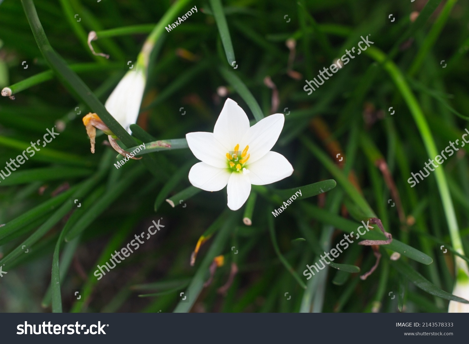 Zephyranthes Candida Common Names That Include Stock Photo 2143578333 ...