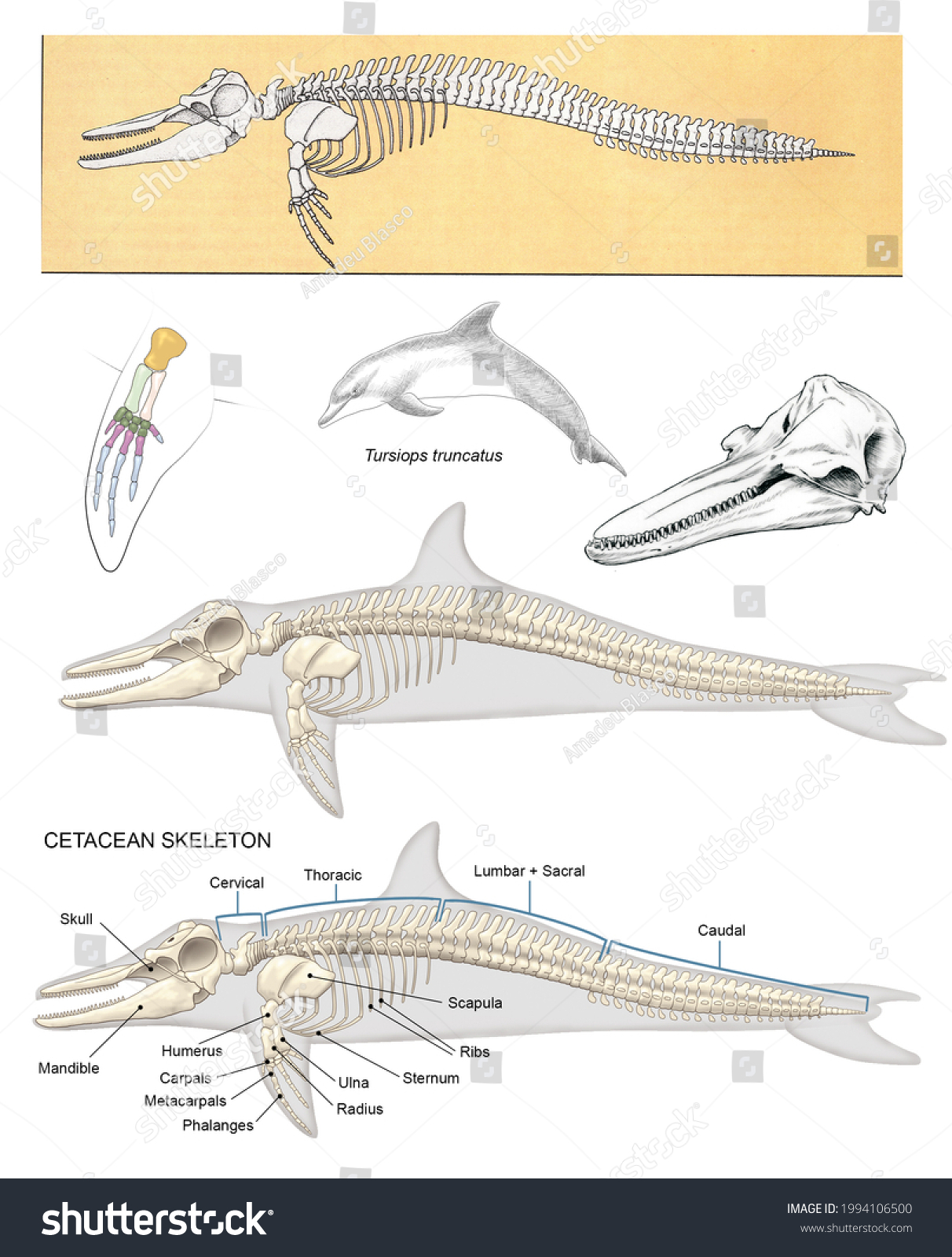 Zoology Mammals Cetaceans Shoulder Girdle Forelimb Stock Illustration ...