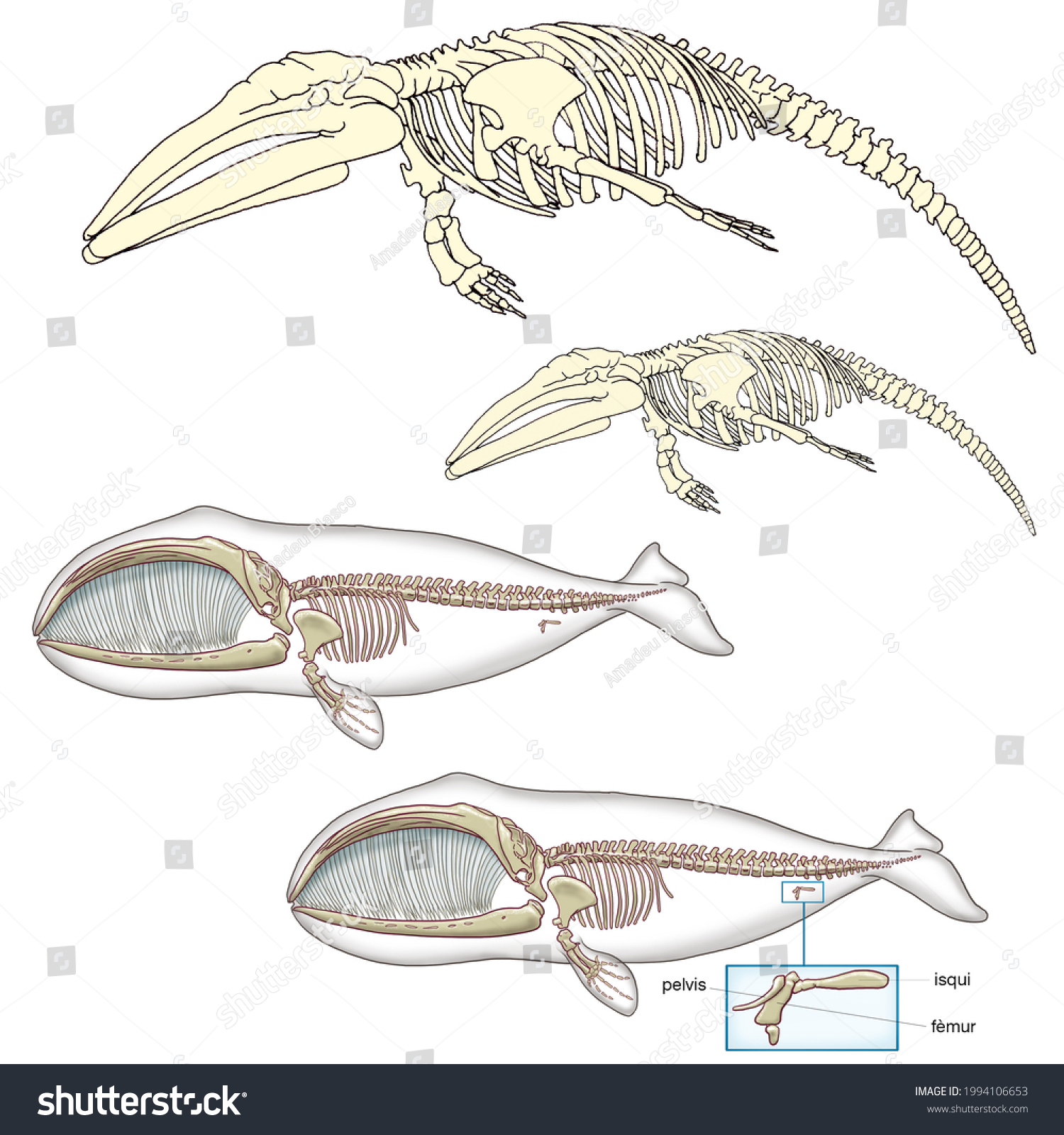 Zoology Mammals Cetaceansskeleton Whale Detail Scapula Stock ...