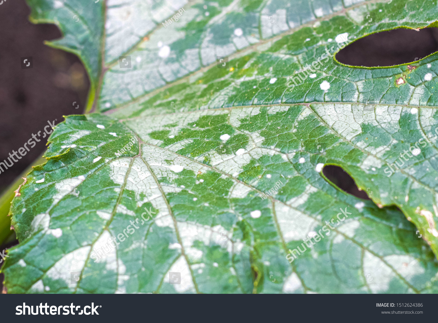 Zucchini Leaves White Spots Affected By Stock Photo Edit Now 1512624386