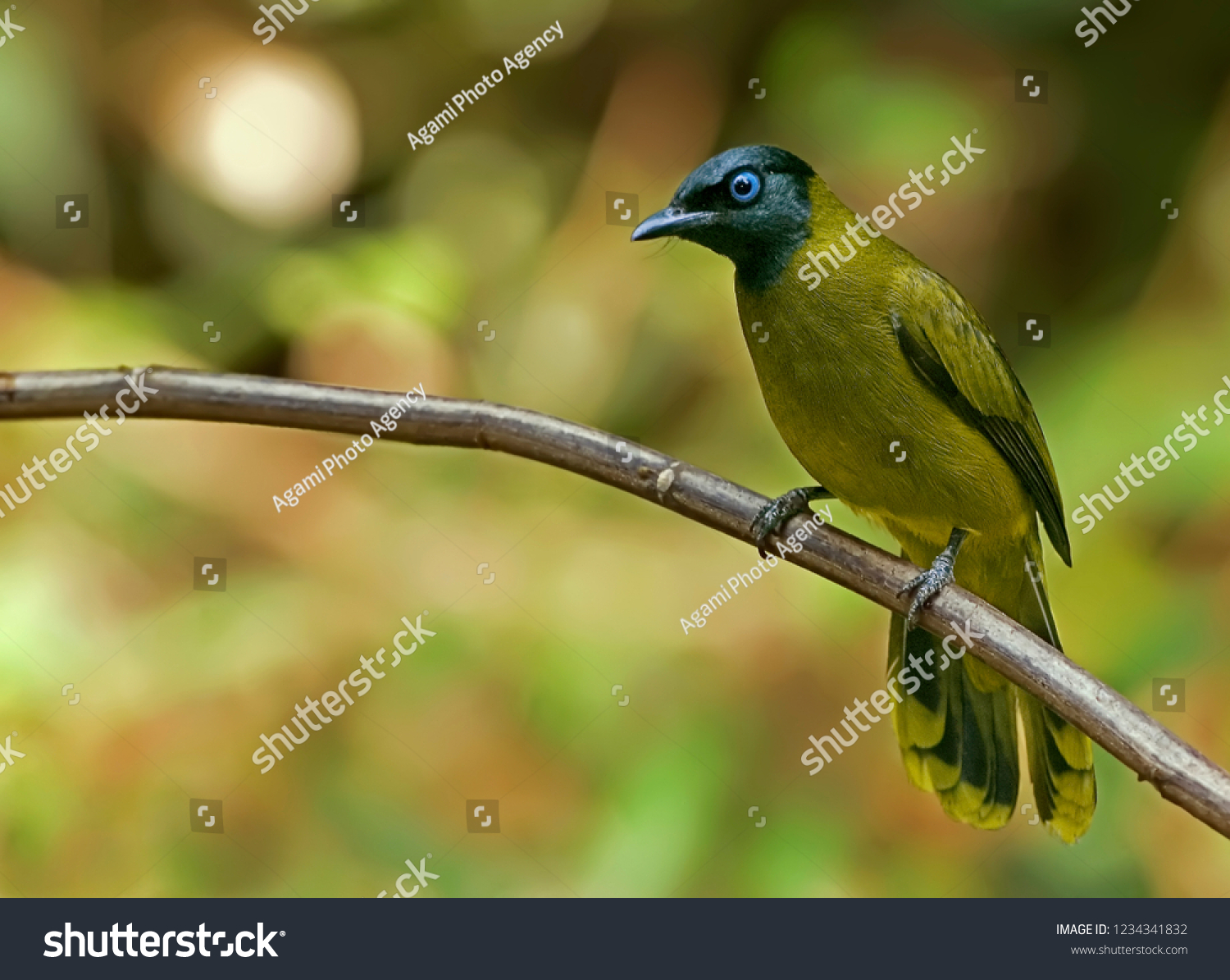 Zwartkopbuulbuul Images, Stock Photos & Vectors | Shutterstock