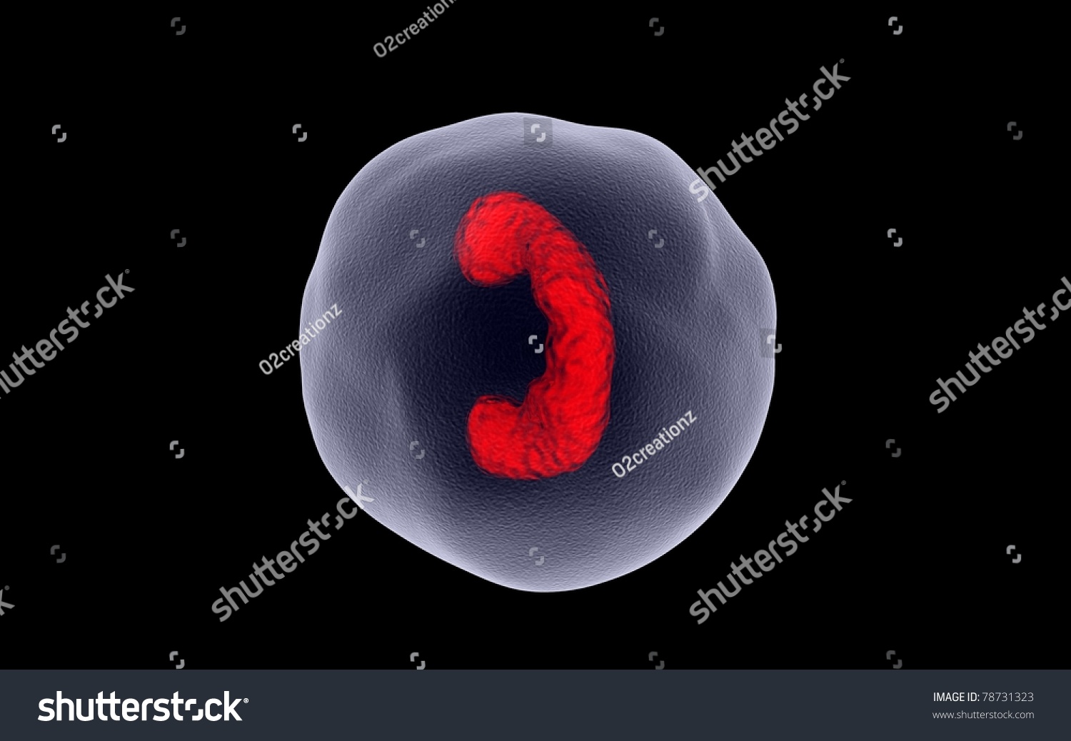 Zygote Cell Division Dark Background Stock Illustration 78731323 ...