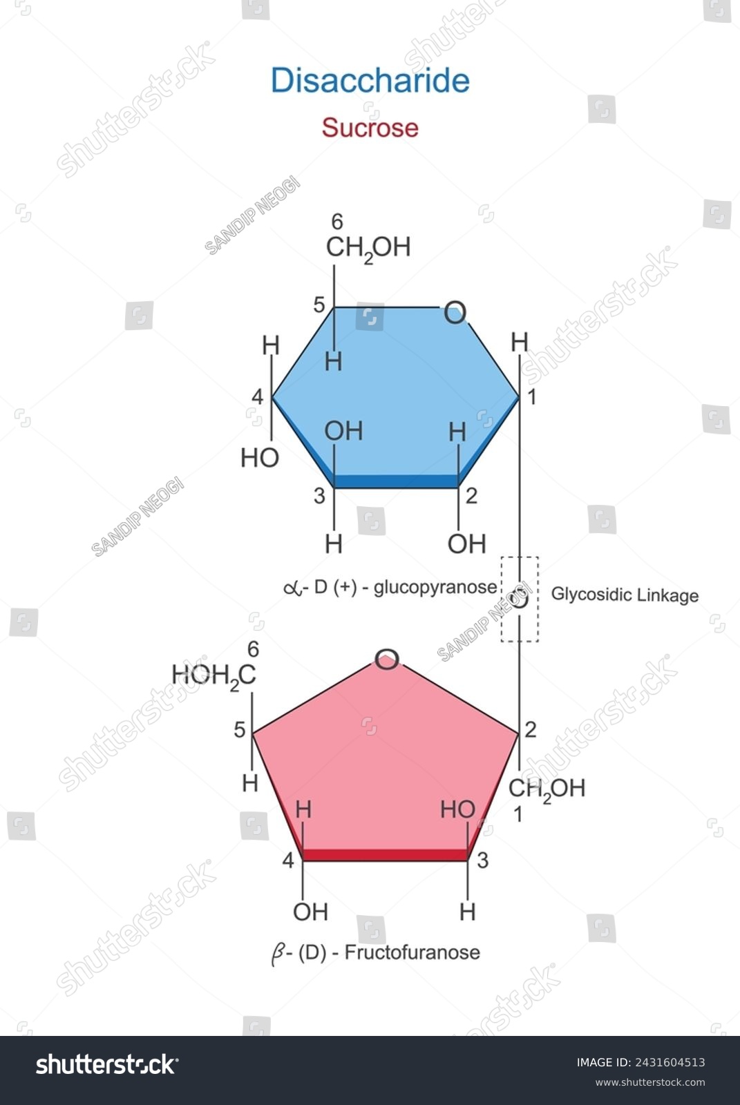 SVG of 
A disaccharide is a sugar molecule composed of two monosaccharides joined by a glycosidic bond. Sucrose or canesugar. Glucoce and fructose. Chemical illustration. svg