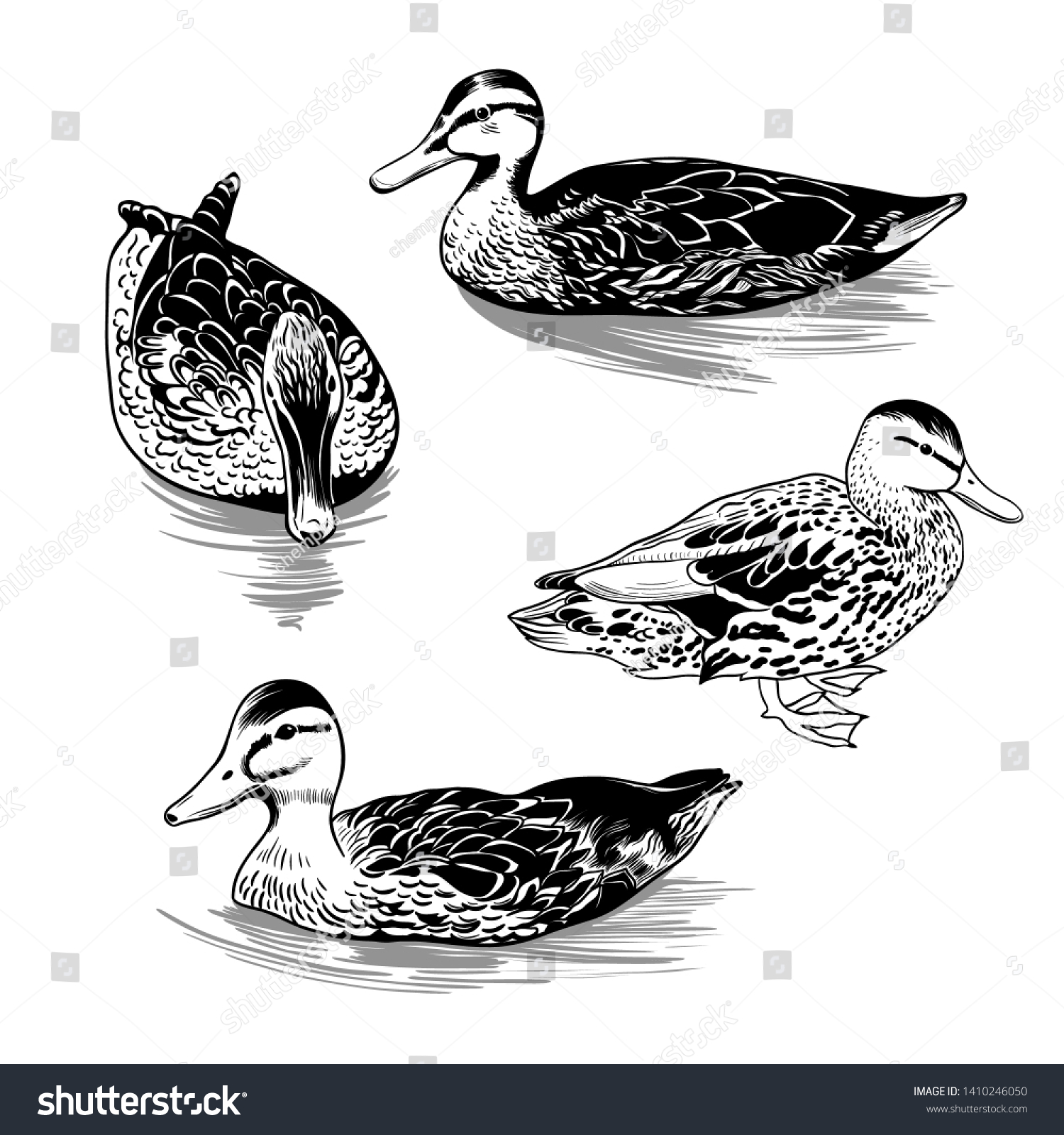 Set Different Contour Images Wild Duck Stock Vector (Royalty Free ...